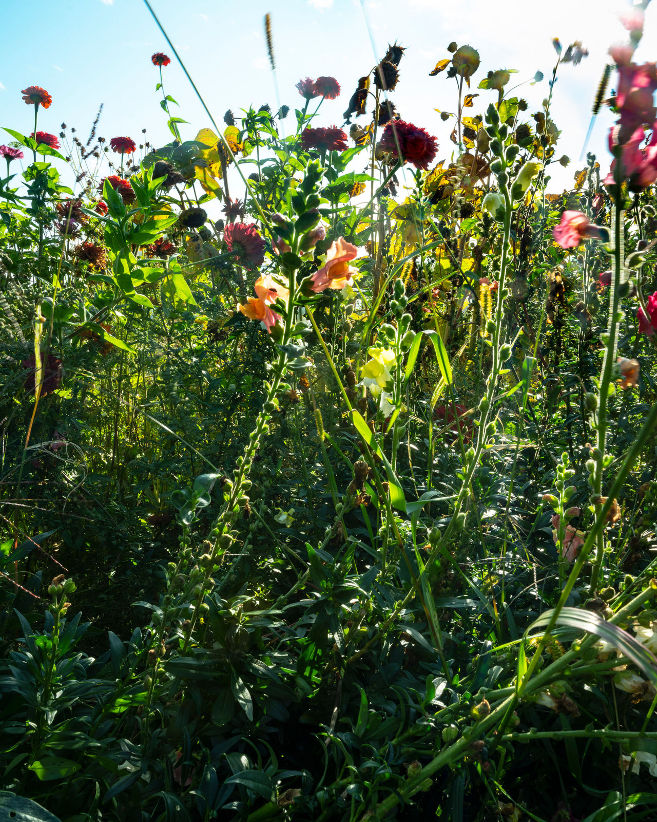 Cig Harvey, Summer Flowers, 2020