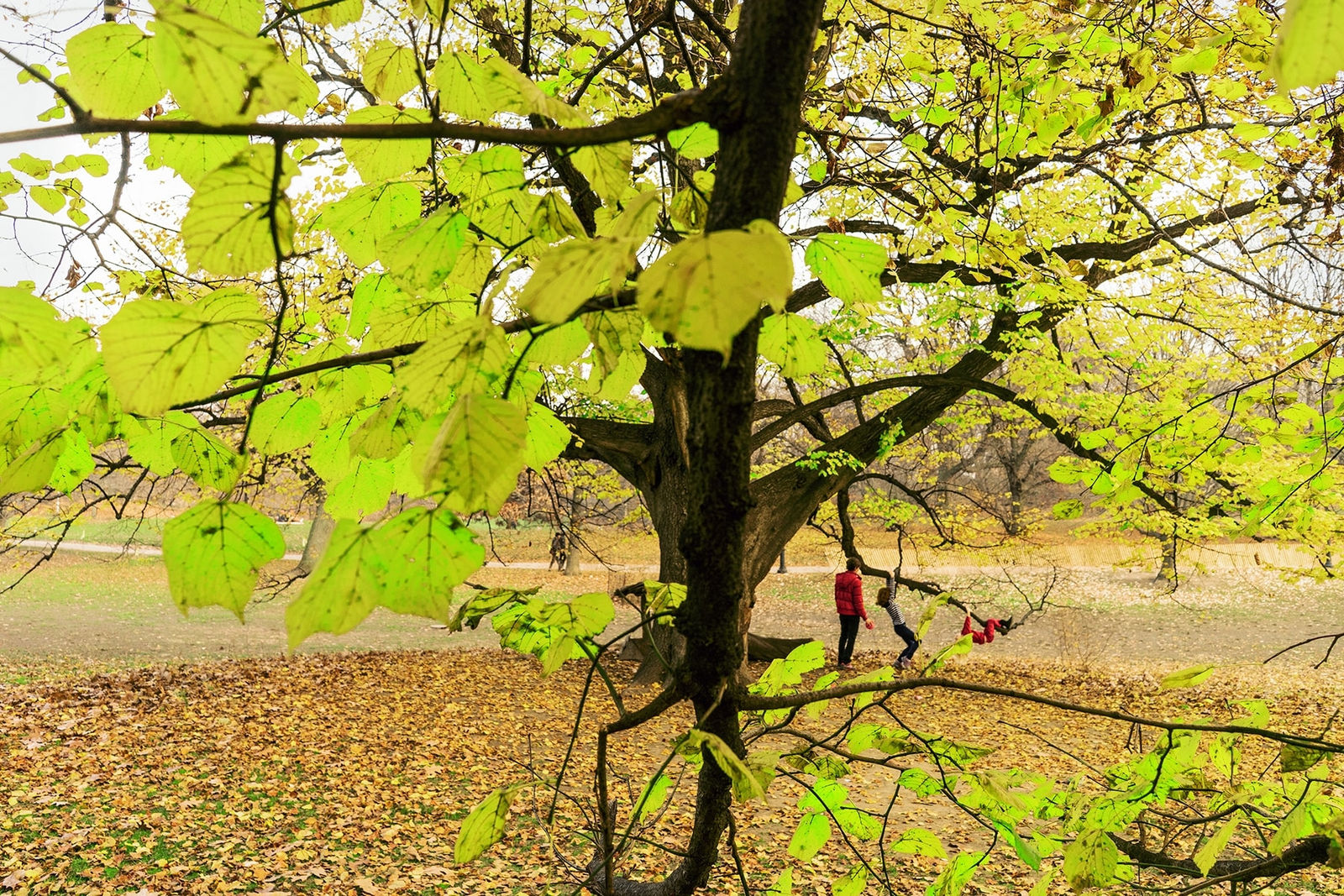 Rebecca Norris Webb, Family Tree, 2015