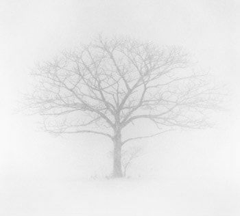 Michael Kenna, Tree Portrait #3, Wakoto, Hokkaido, Japan
