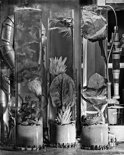 Gregory Vershbow, Aquarium of Cambrian Sea Plants (from the series, The Alchemist's Tree), 2010