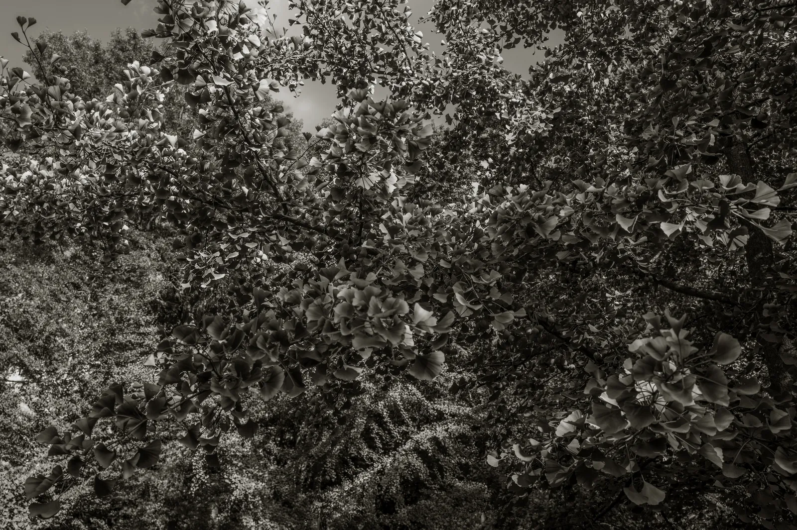 Nicholas Nixon, Arnold Arboretum No. 17. 2024