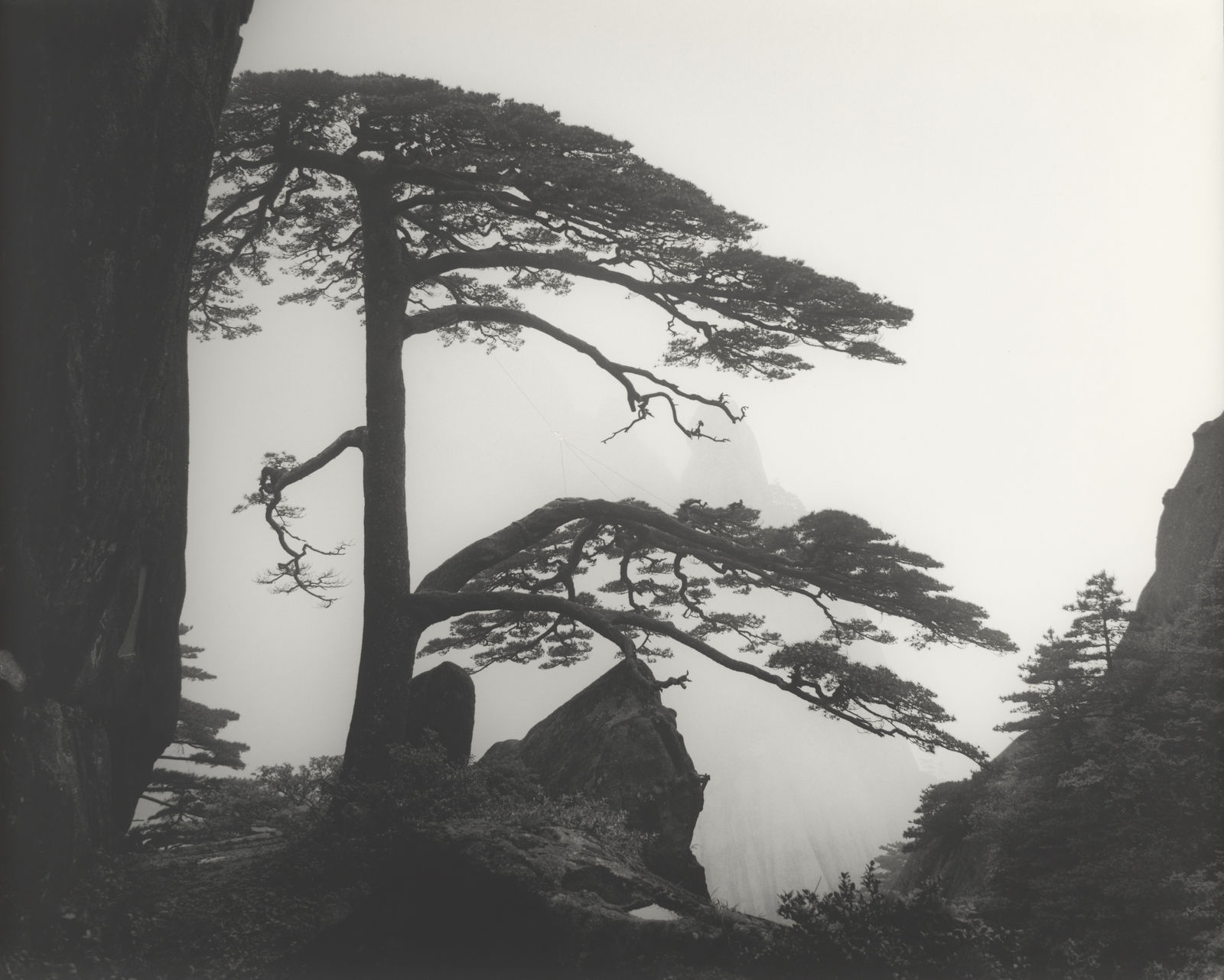 Richard Yee, Guest-Greeting Pine, Yellow Mountain, China, 2000
