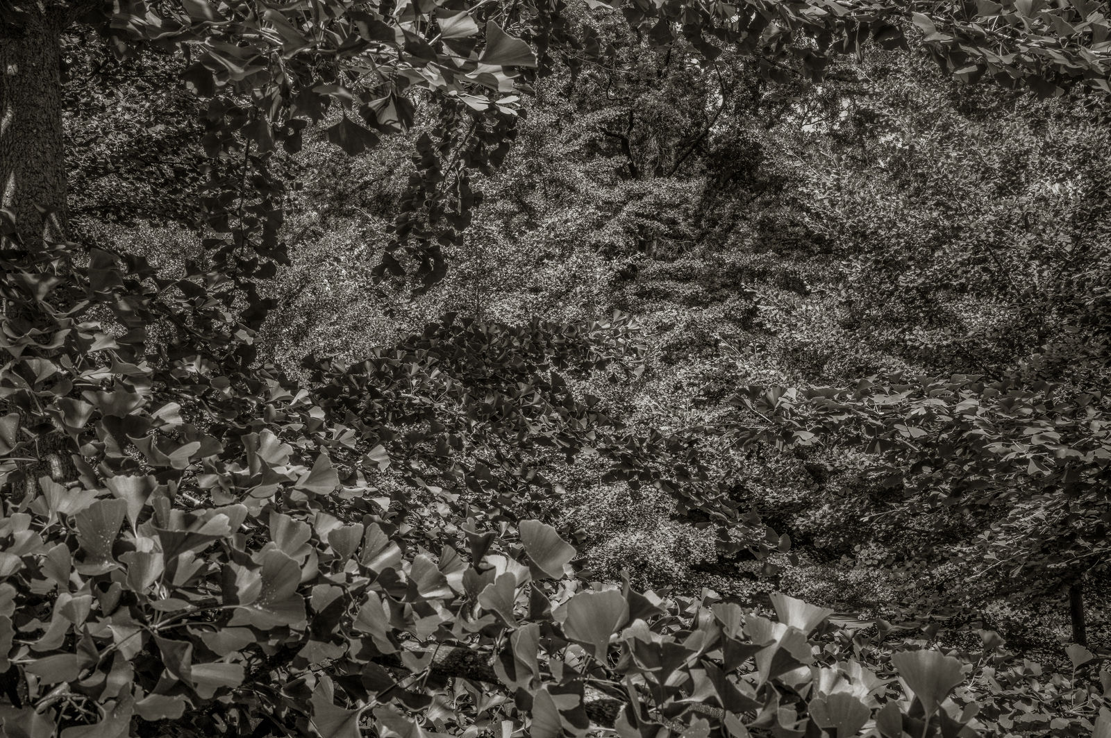 Nicholas Nixon, Arnold Arboretum No. 3, 2024