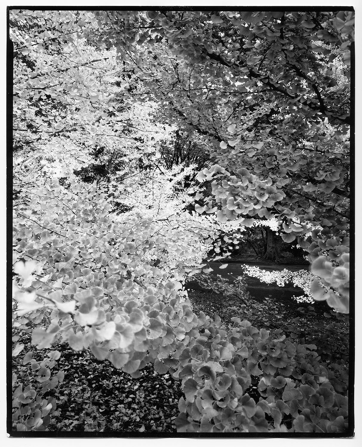 Nicholas Nixon, Arnold Arboretum No. 1, 2022