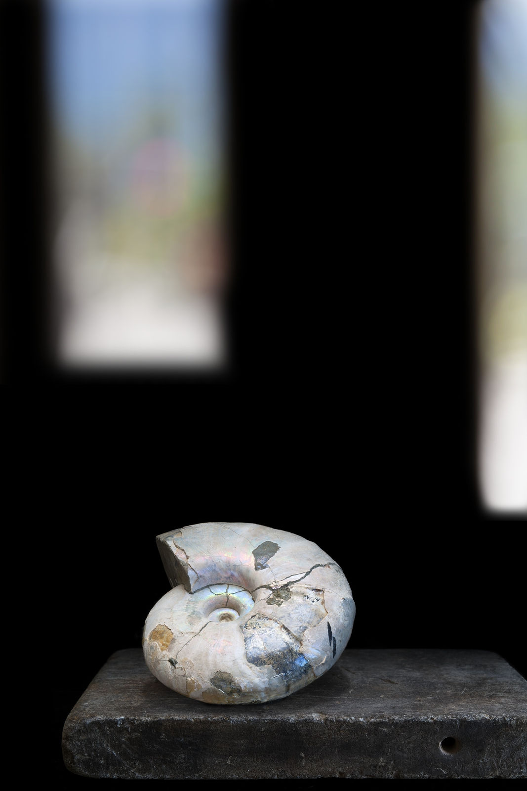 Olivia Parker, Ammonite, 2010