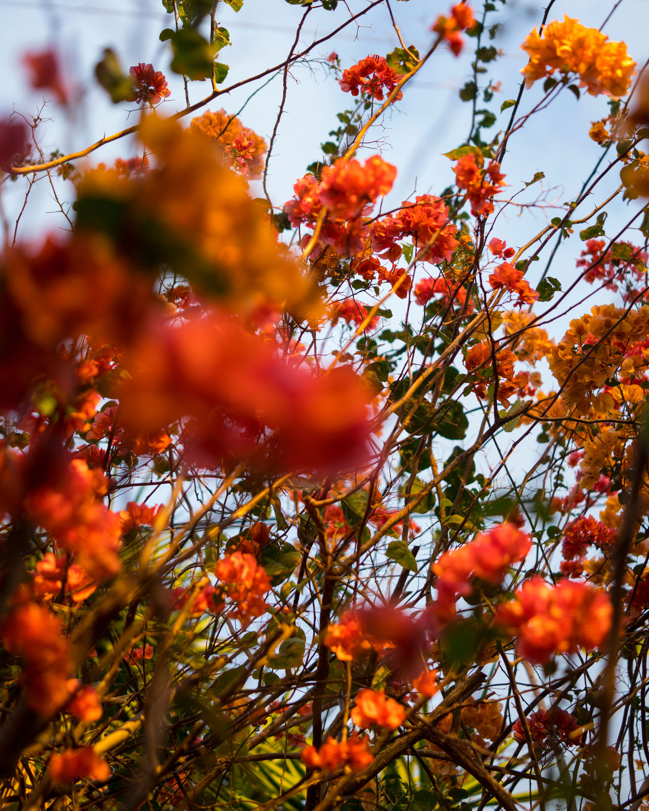 Cig Harvey, Coral and Orange Bougainvillea, 2019