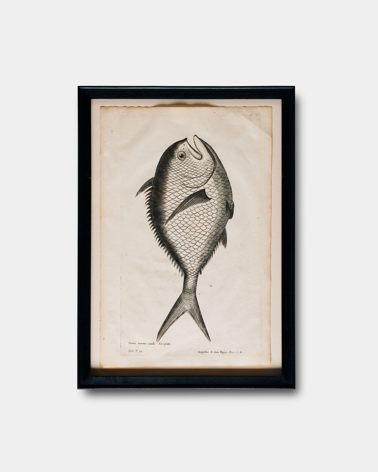 Francis Willughby and John Ray, Ichthyological Print from De Historia piscium