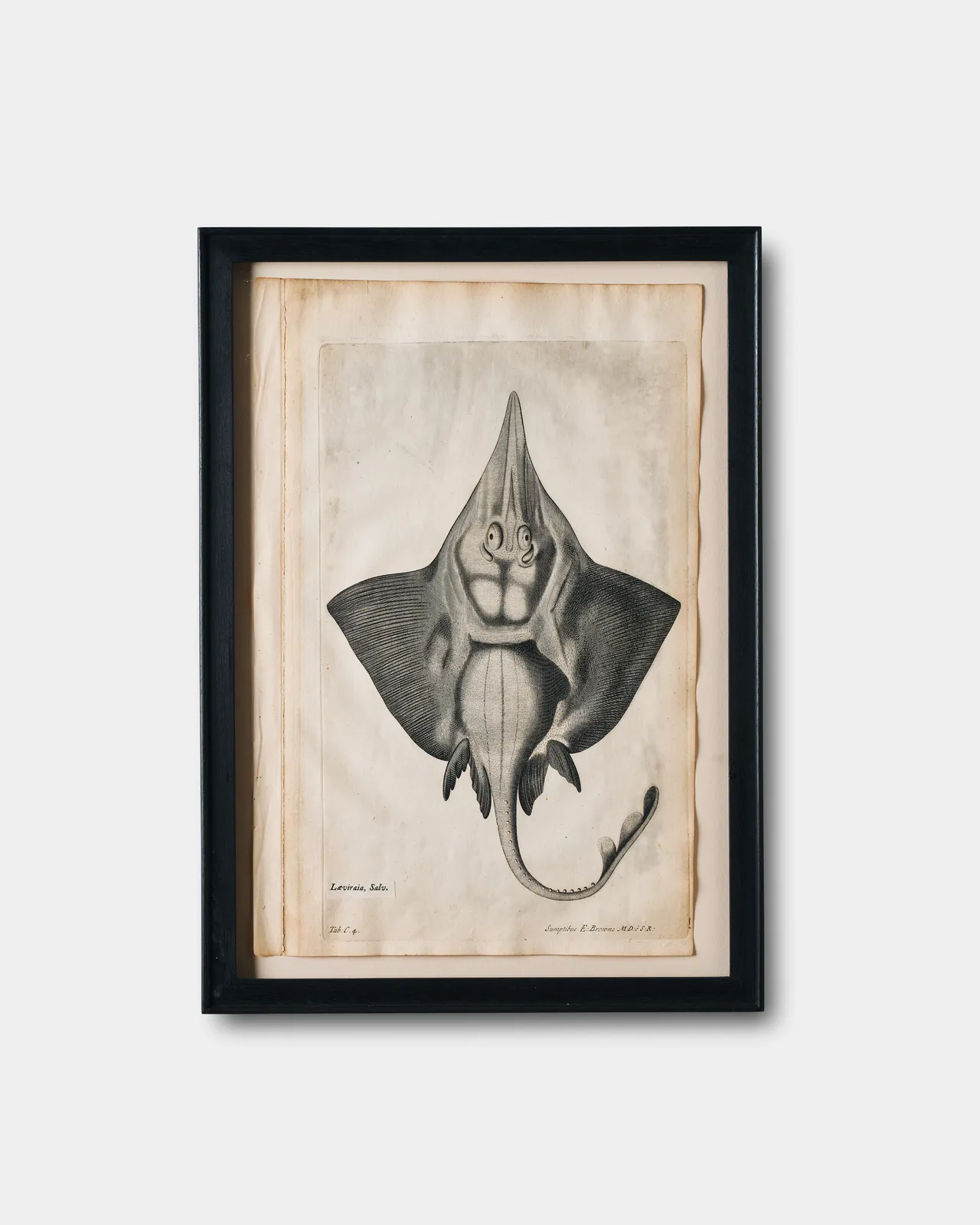 Francis Willughby and John Ray, Ichthyological Print from De Historia piscium