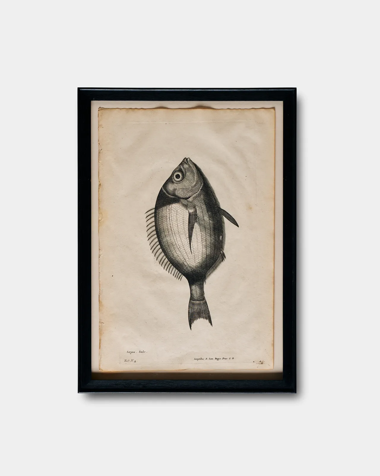 Francis Willughby and John Ray, Ichthyological Print from De Historia piscium