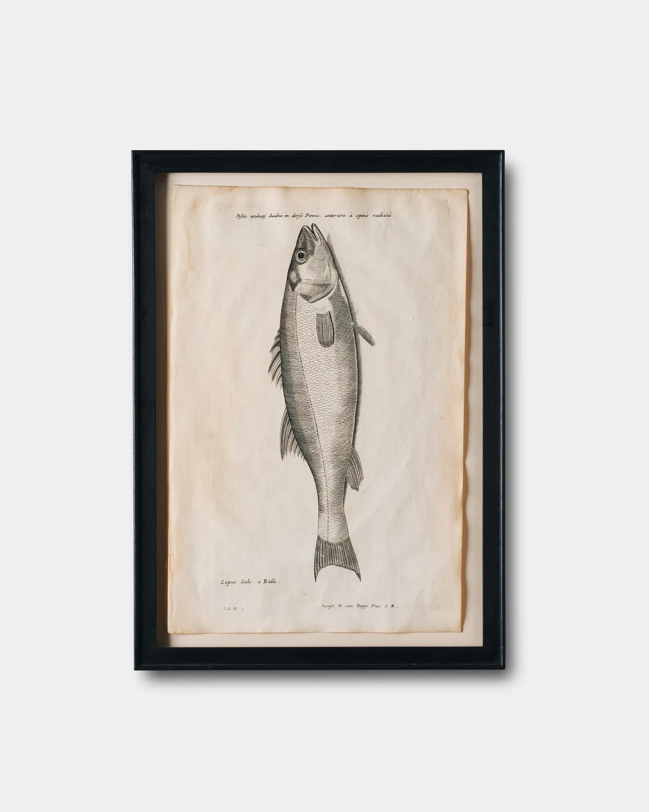 Francis Willughby and John Ray, Ichthyological Print from De Historia piscium