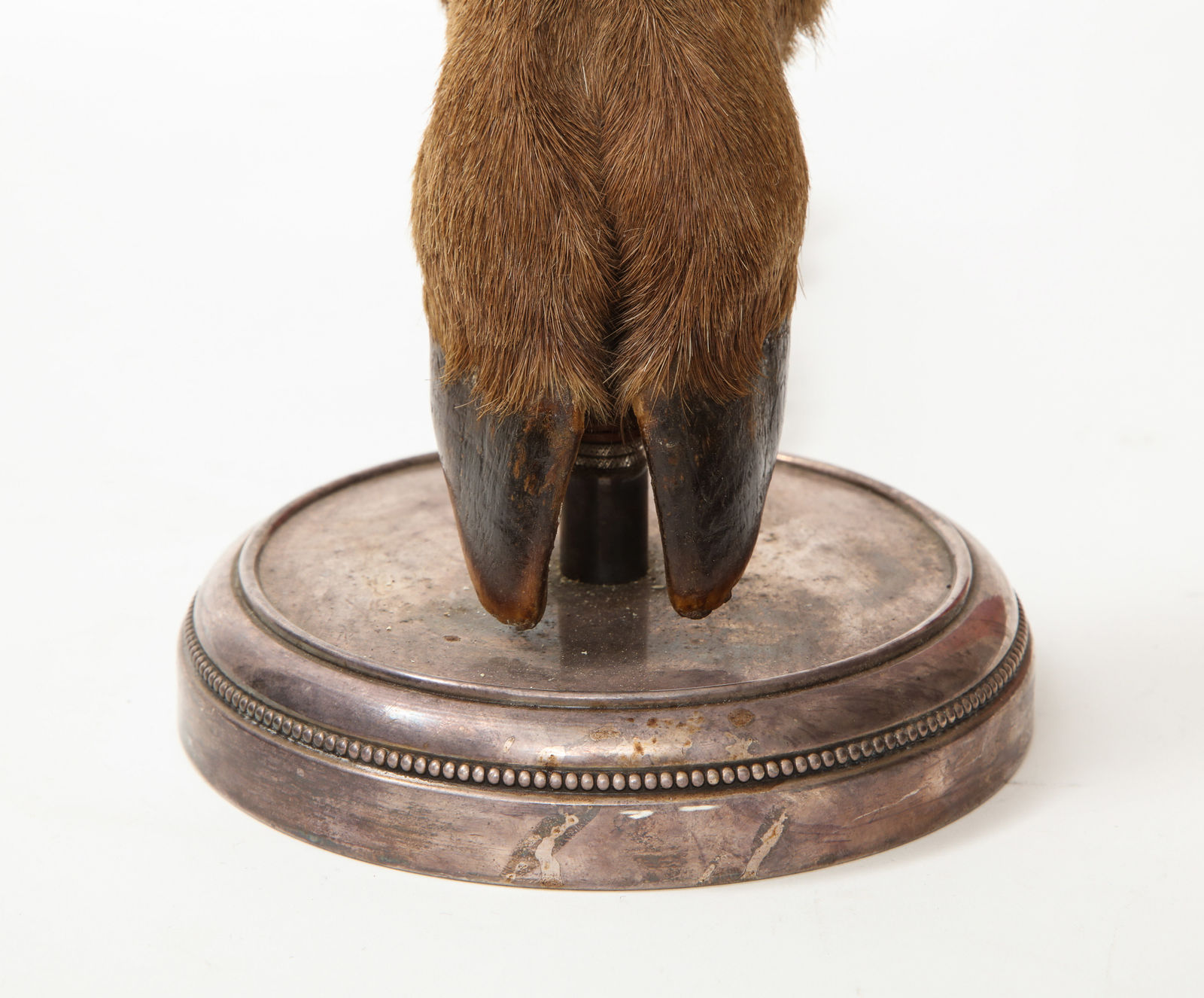 Table Lamp with Deer Hoof on Nickel Base