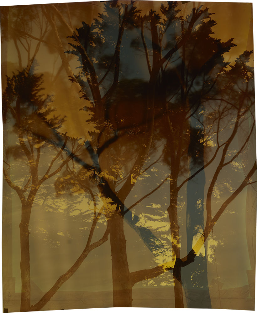 John Chiara, Coral : Starr King, 2021