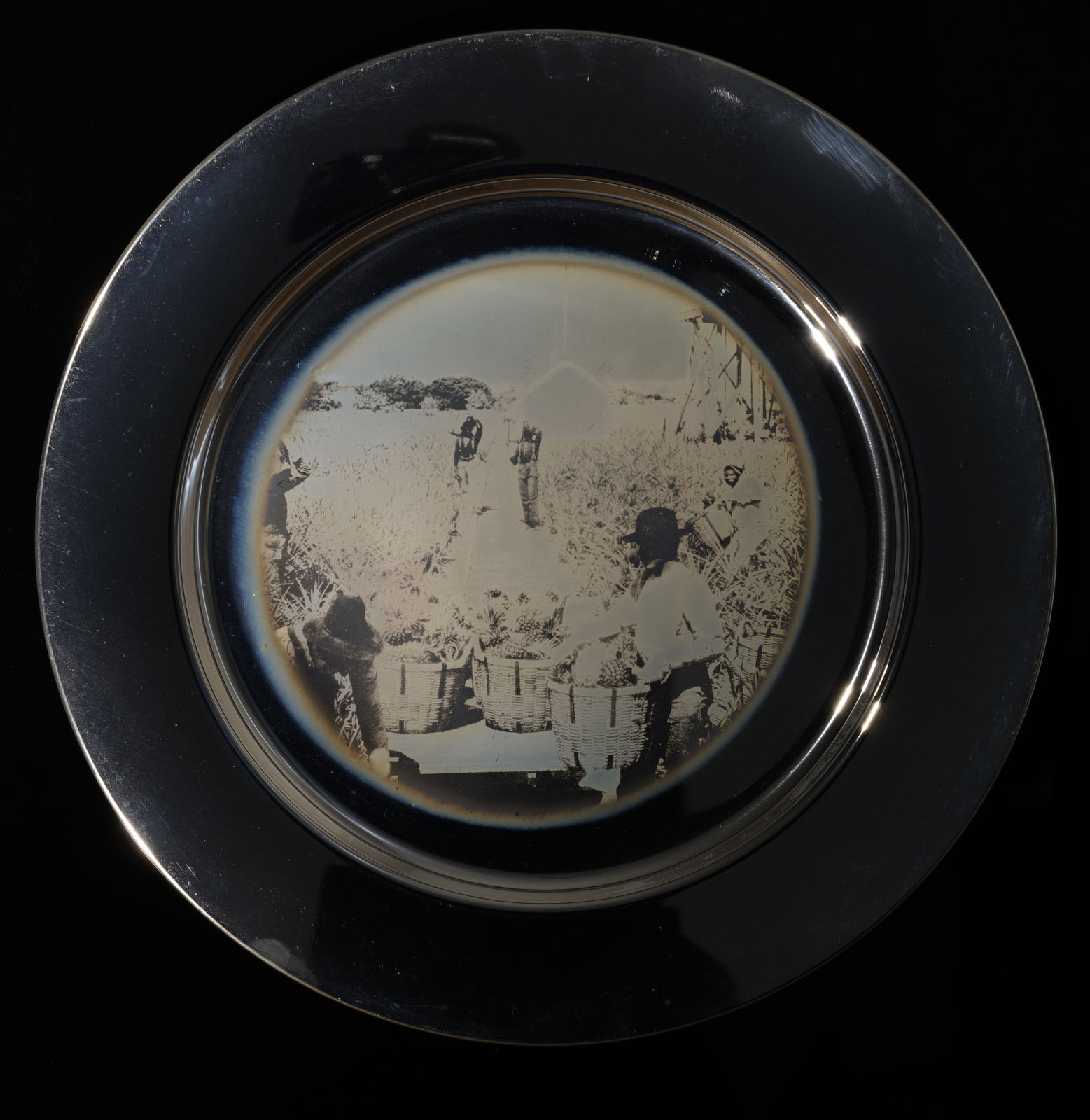 Binh Danh, Harvesting Indian River Pineapples, Florida, U.S.A., 2024