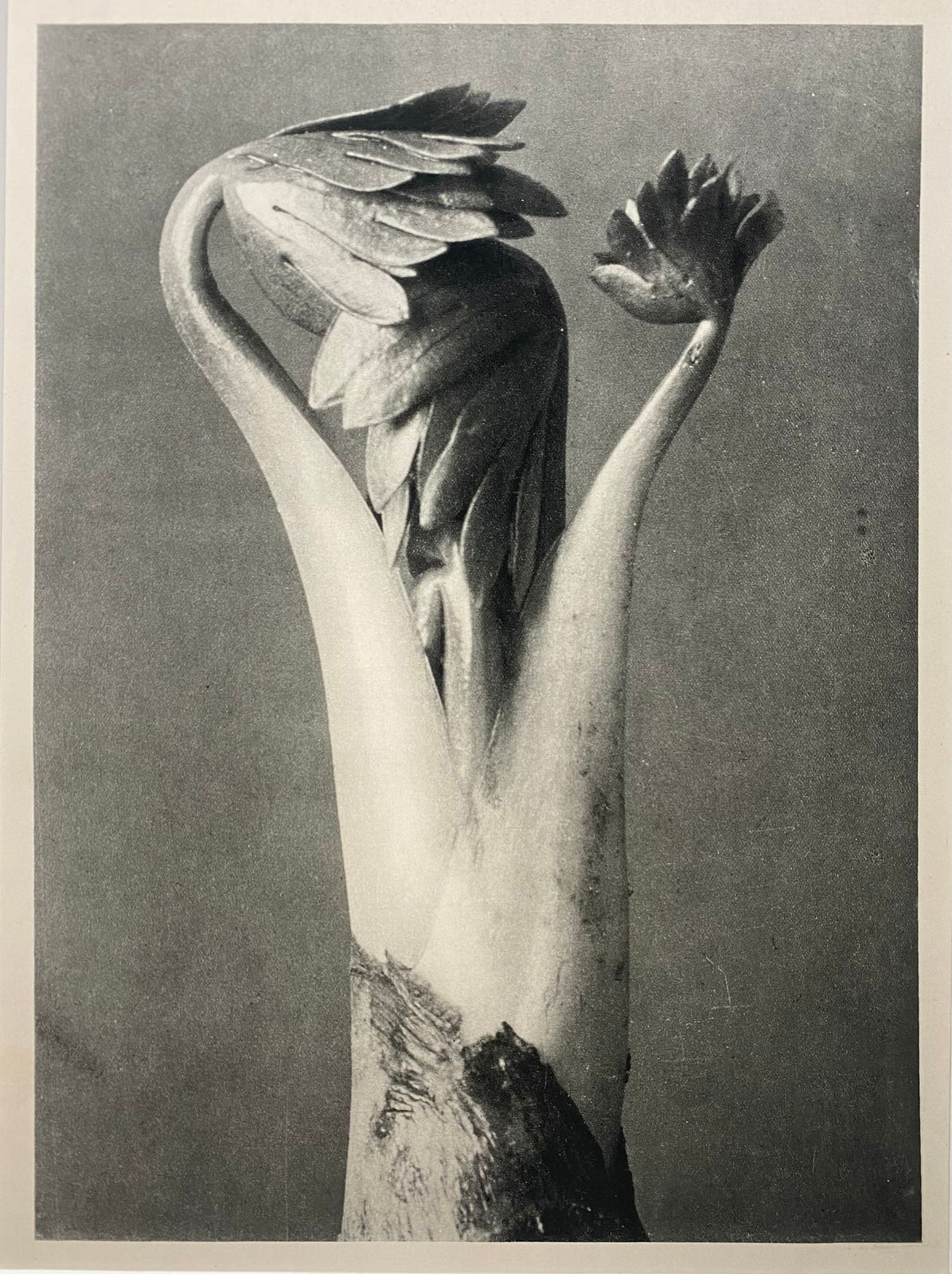 Karl Blossfeldt, Untitled, from Wunder In Der Natur (Miracles in Nature), 1942