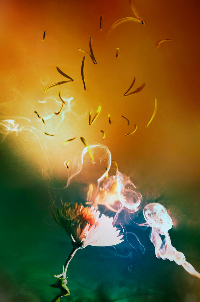 Chiron Duong, dear, 2024