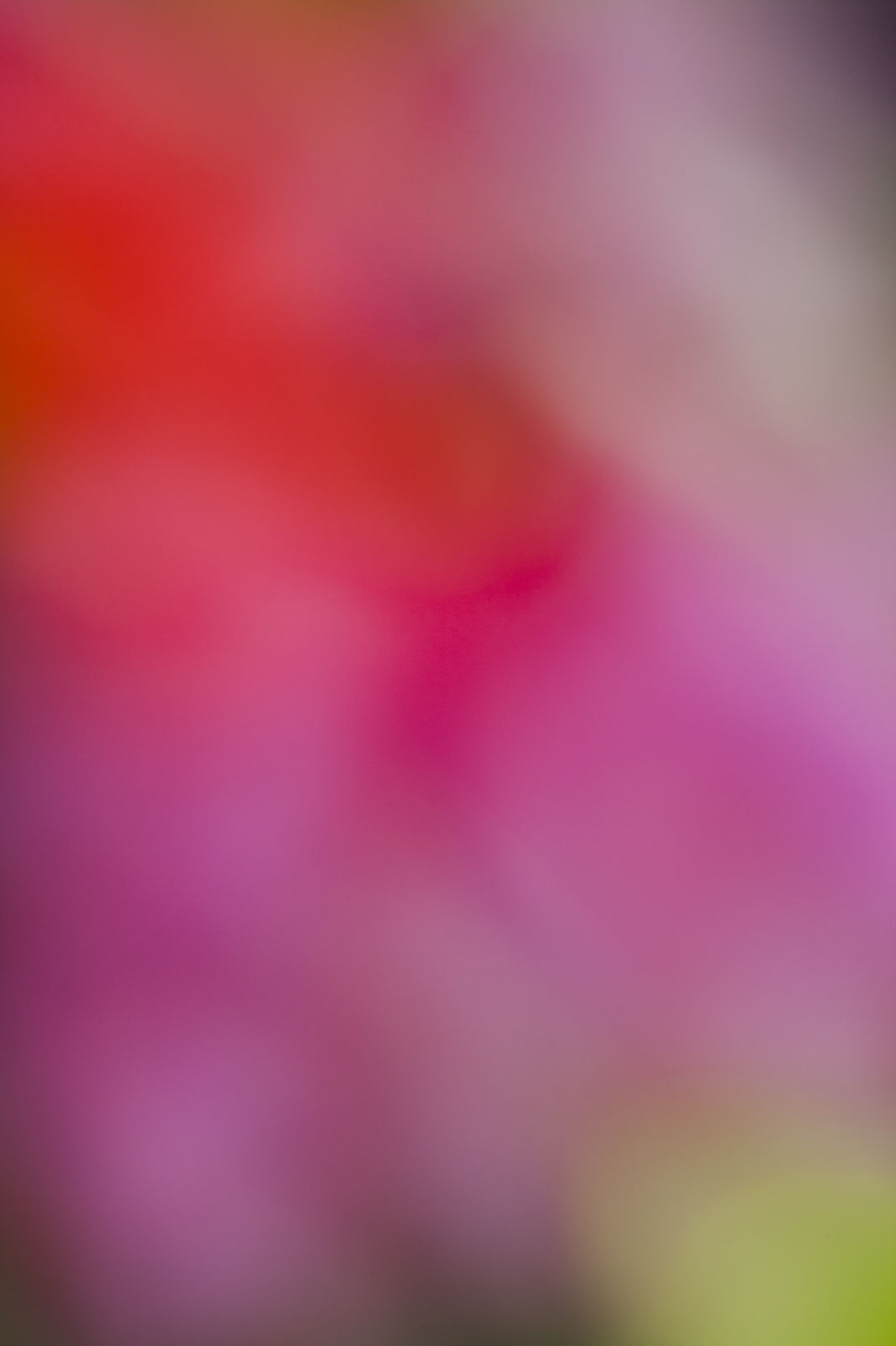 Diane Rosenblum, Tabitha