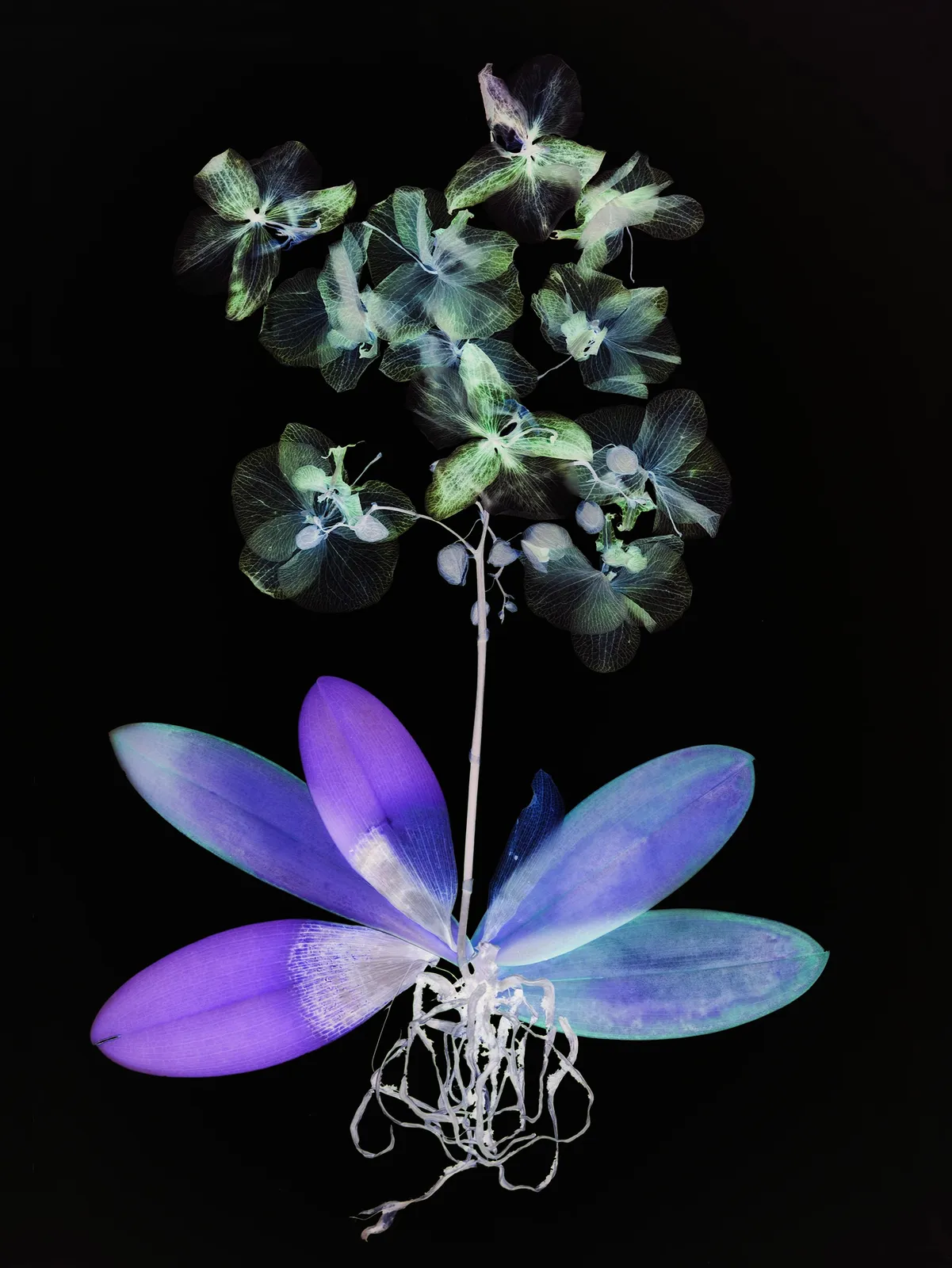 Wendy McMurdo RSA, Ghost Orchid (IV), 2023