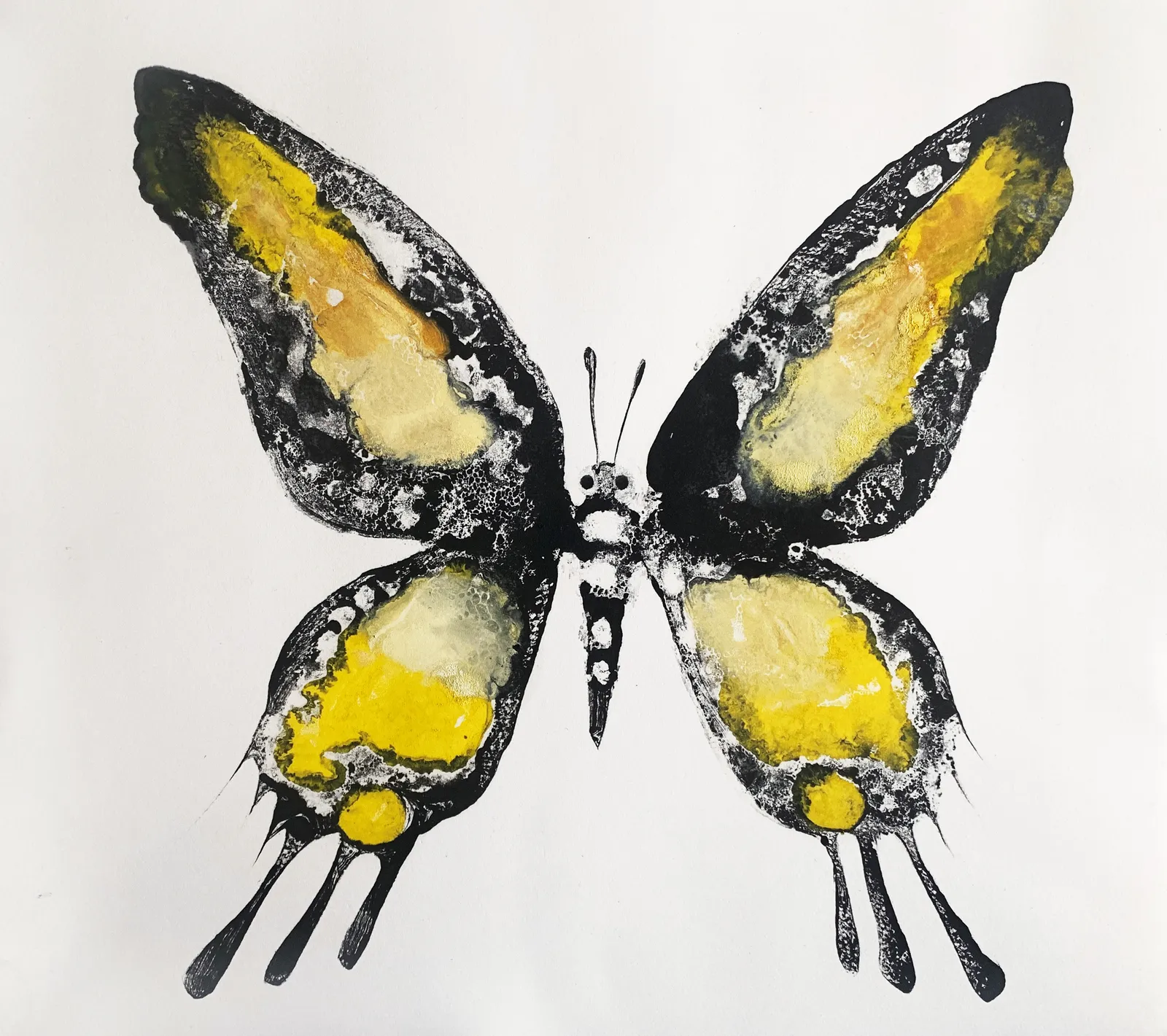 Stuart MacKenzie RSA, Species Morphology: Swallowtail Hybrid 2