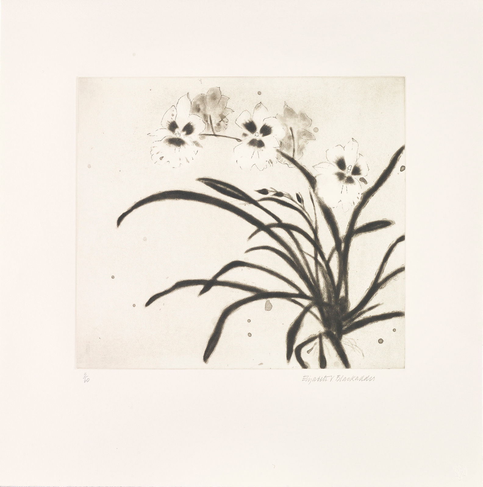 Elizabeth Blackadder RSA, Orchid Miltonia II, 2000