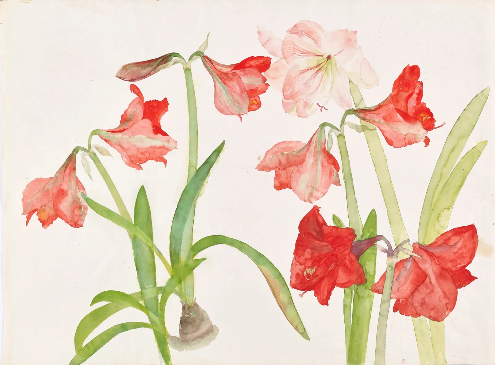 Elizabeth Blackadder RSA, Untitled (Pink and Red Amaryllis)