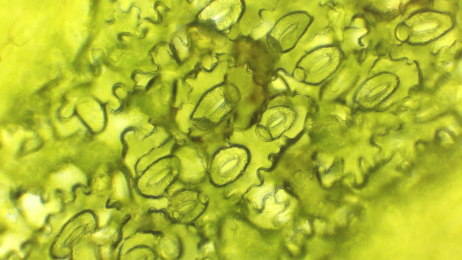 Jamie Wardrop, Bryozoa