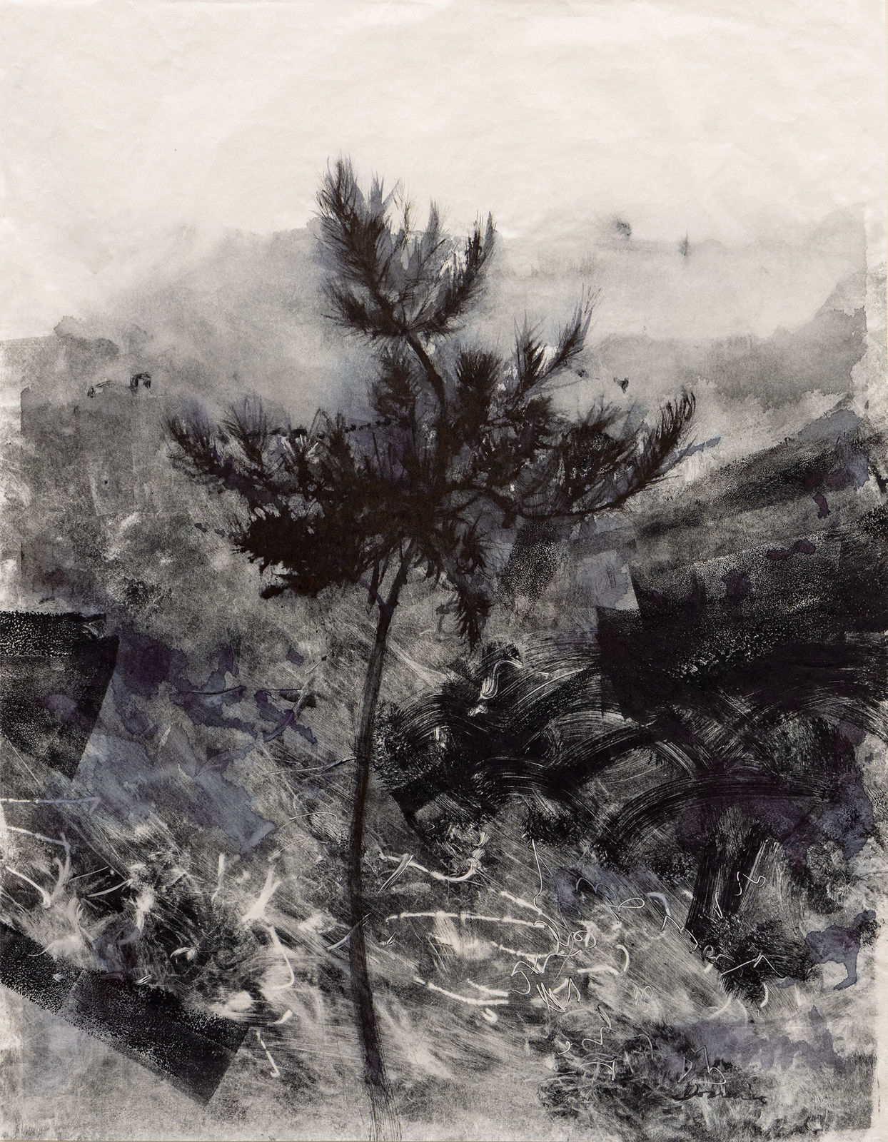 Kate Downie RSA, Young Mountain Pine, 2015