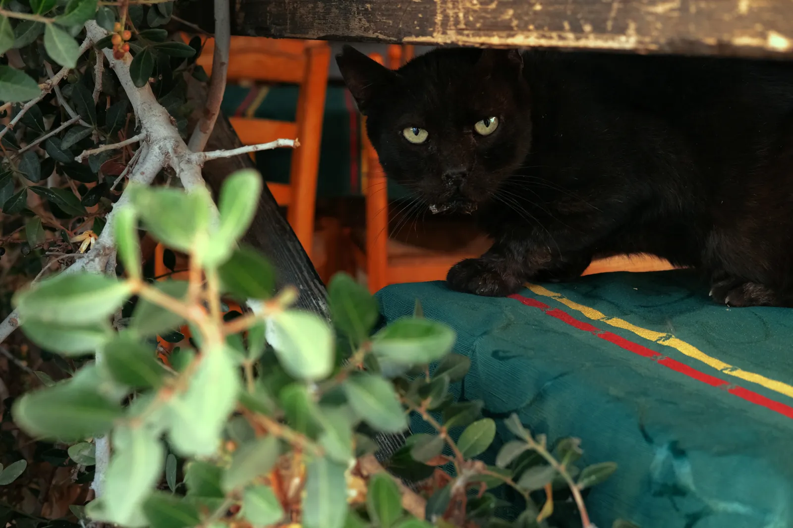 Claire Maria Carey, Visiting Host IX, 2026