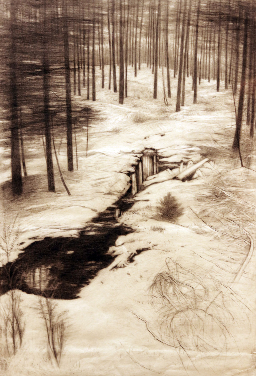 Frances Walker RSA, Winter in Achnasoul Wood, 2007