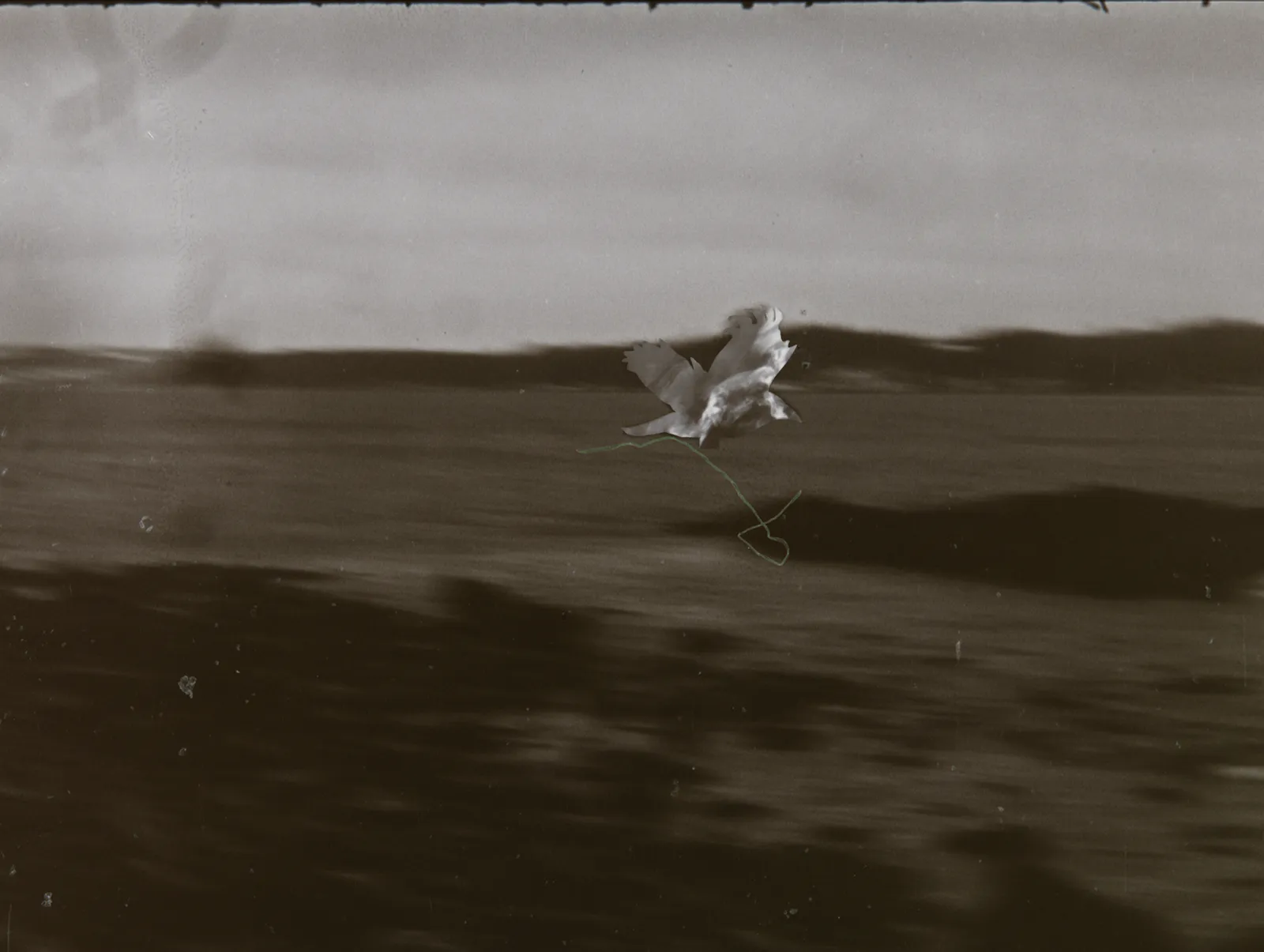 Maeve Callister Wafer, The birds of the air, 2026