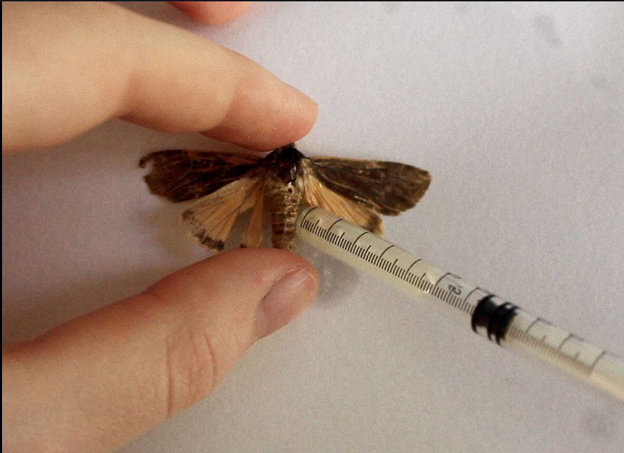 Marie-Chantal Hamrock, BOUY