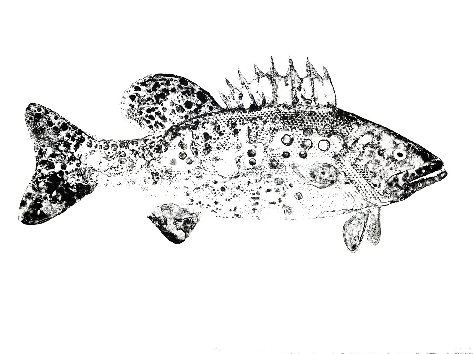 Stuart Mackenzie RSA, Species: Bass I