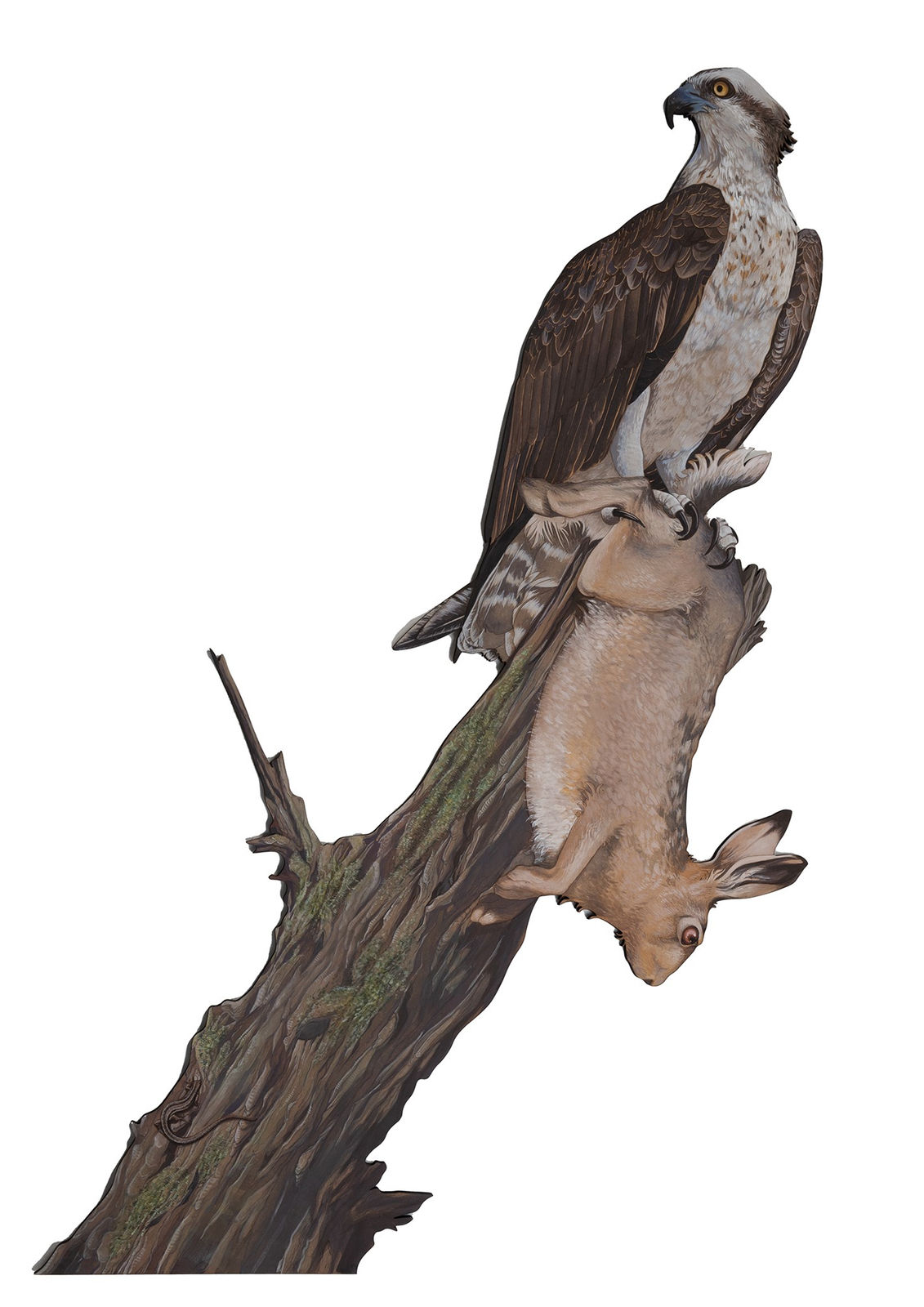 Fionnlagh Skinner, Osprey and Hare, 2023