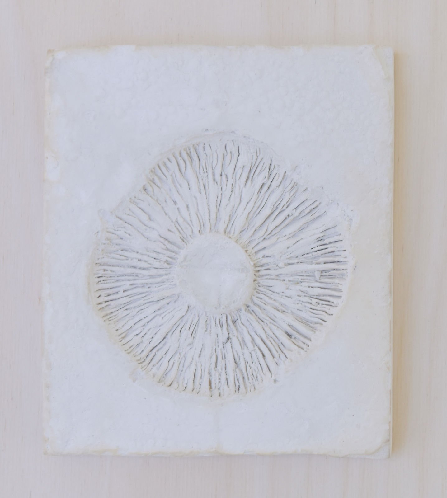 Alexandra Adams and Euan Campbell, Mushroom Mould, 2020