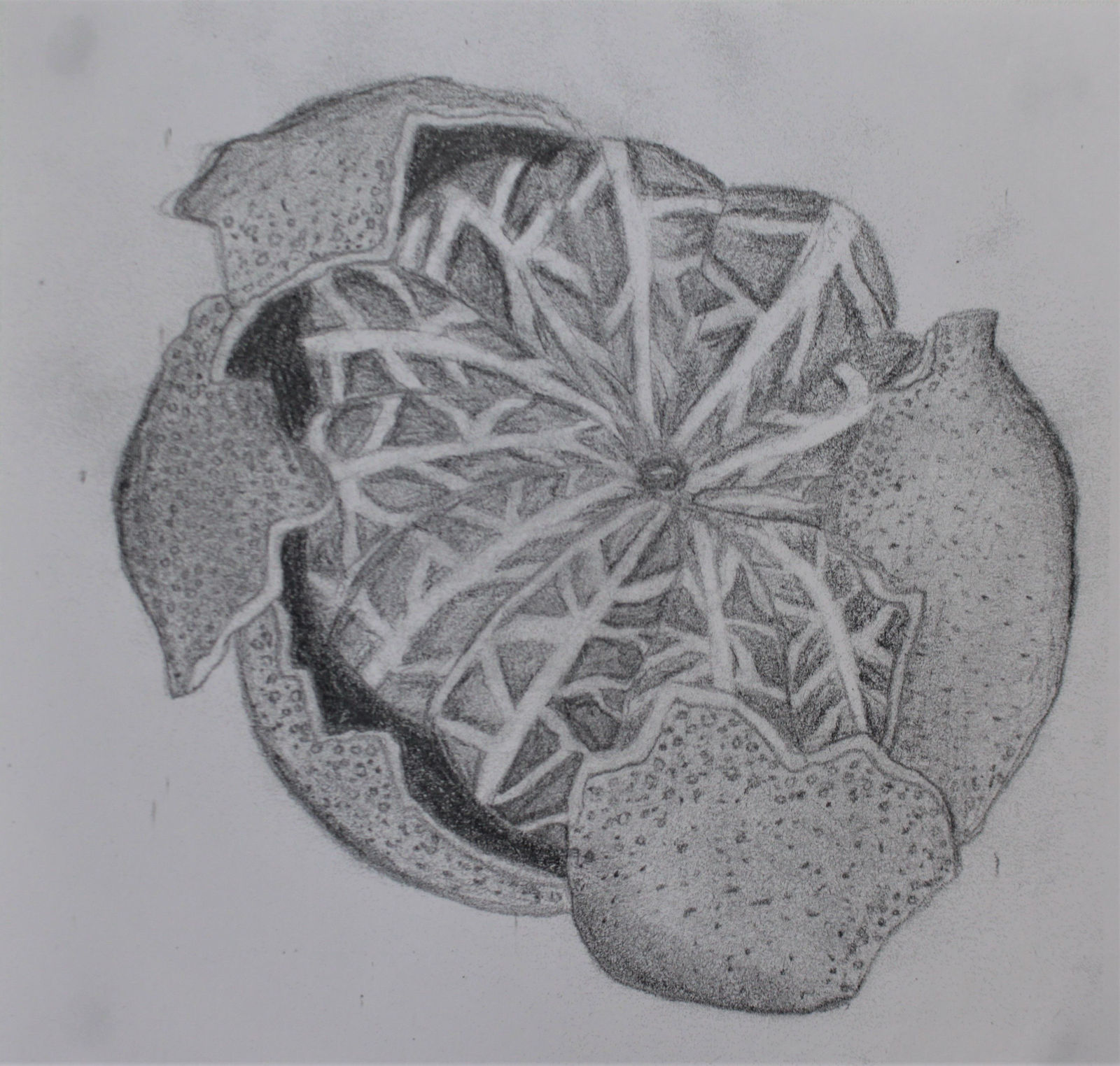 Elise McNeally, Hamilton College