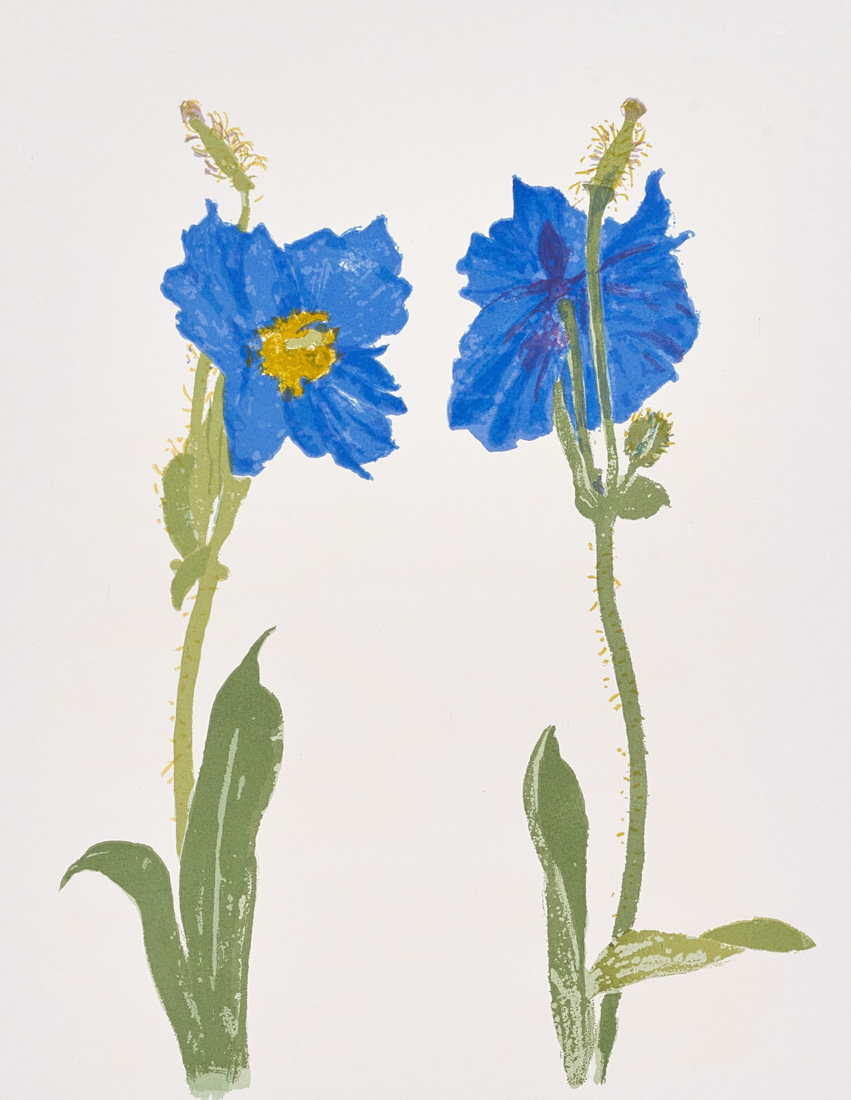 Elizabeth Blackadder RSA, Meconopsis, 2011