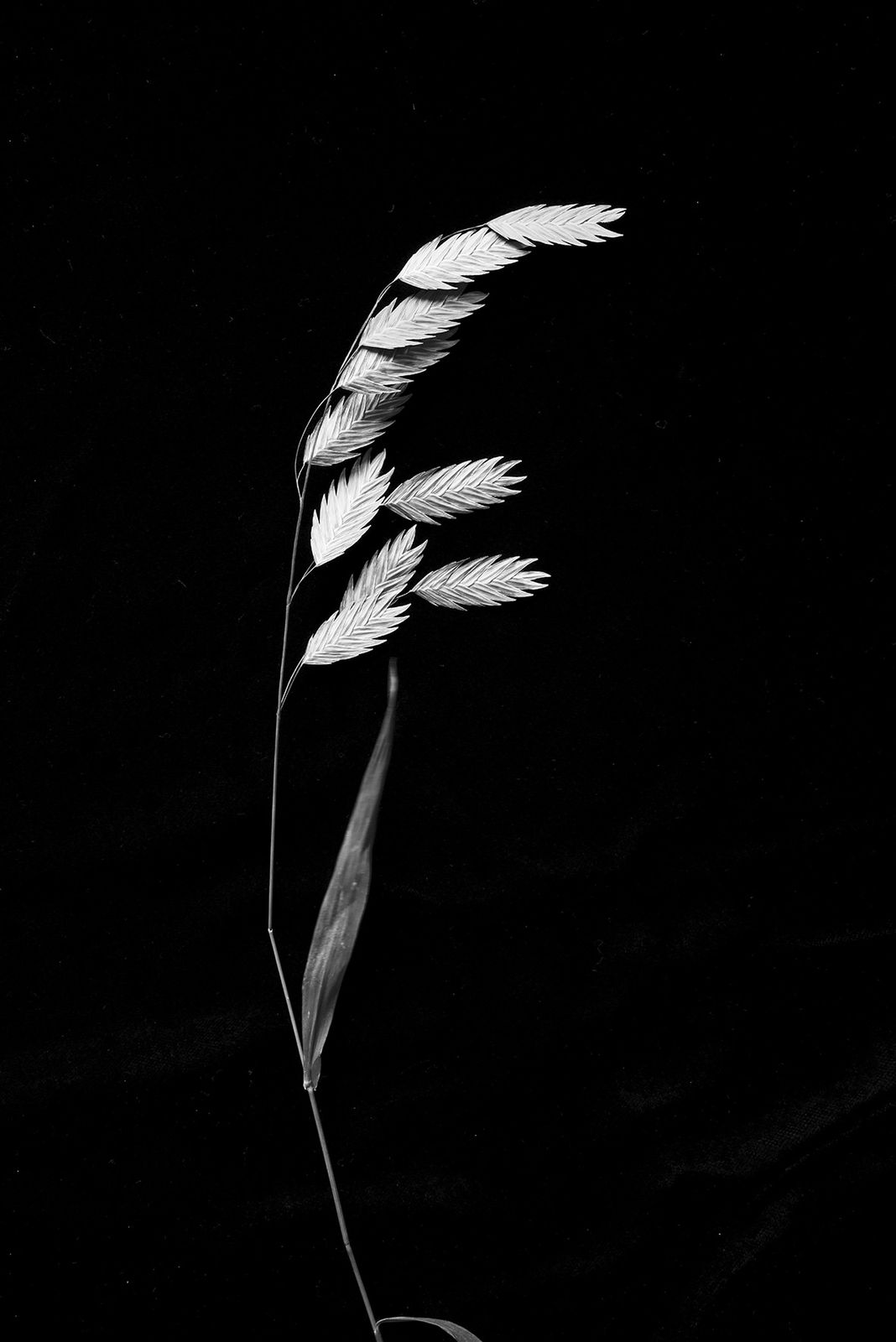 Norman McBeath RSA, In Daylight I