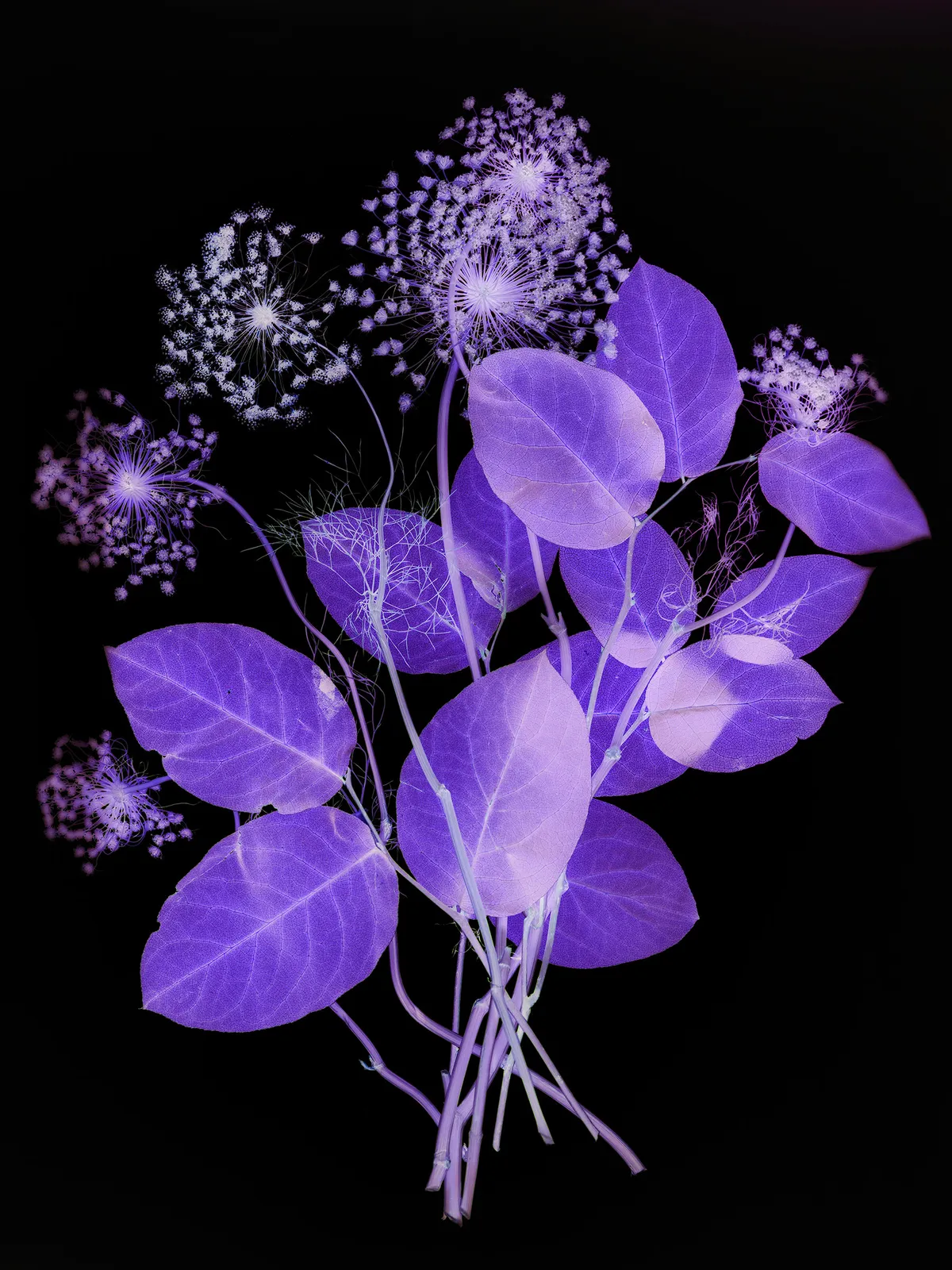 Wendy McMurdo RSA, Ammi (I), 2023