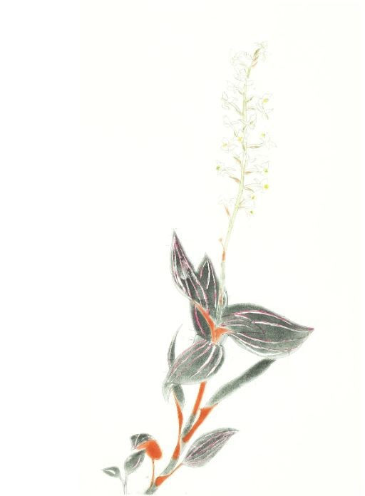 Elizabeth Blackadder RSA, Ludisia Discolor 'Jewel Orchid', 2008