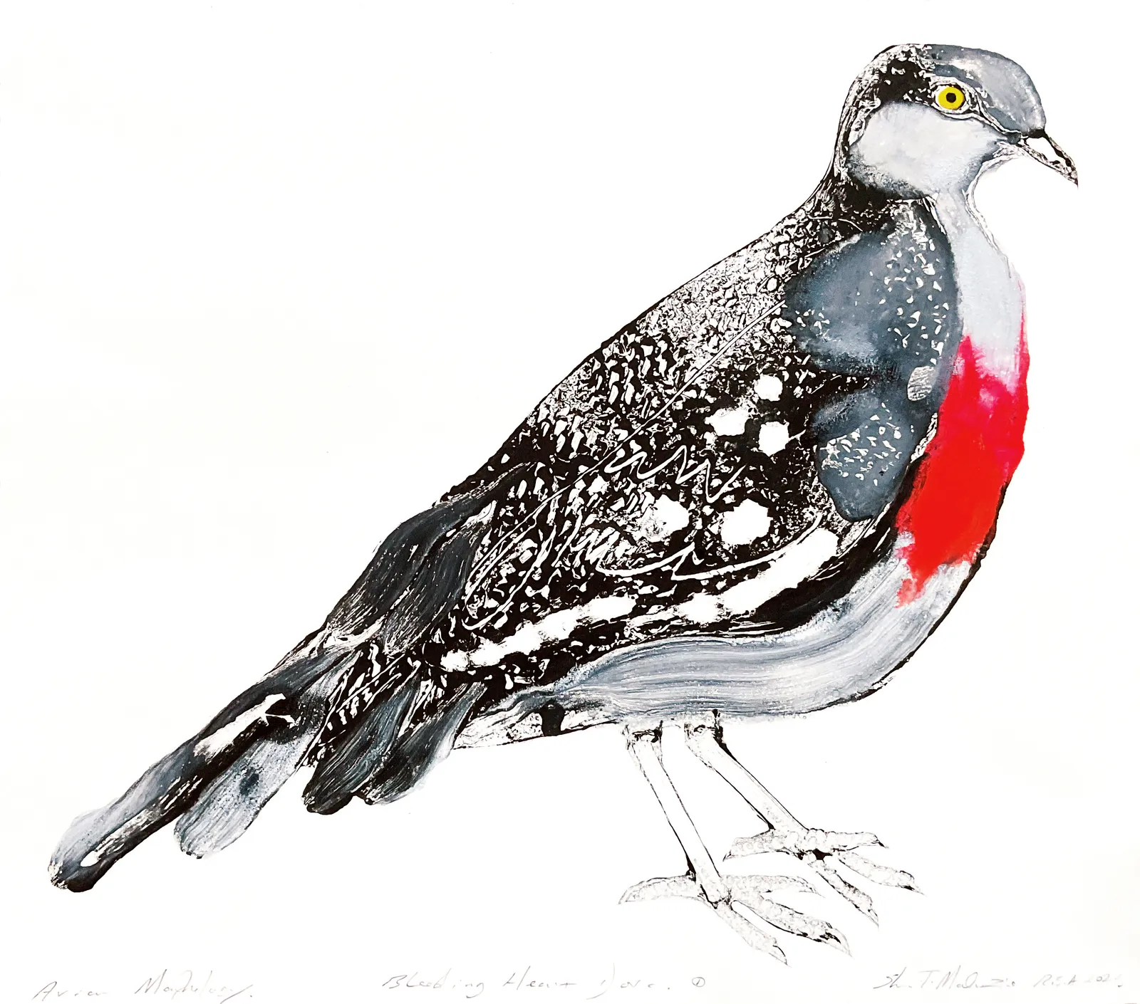 Stuart Mackenzie RSA, Avian Morphology Dove Hybrids: Bleeding Heart Dove 1