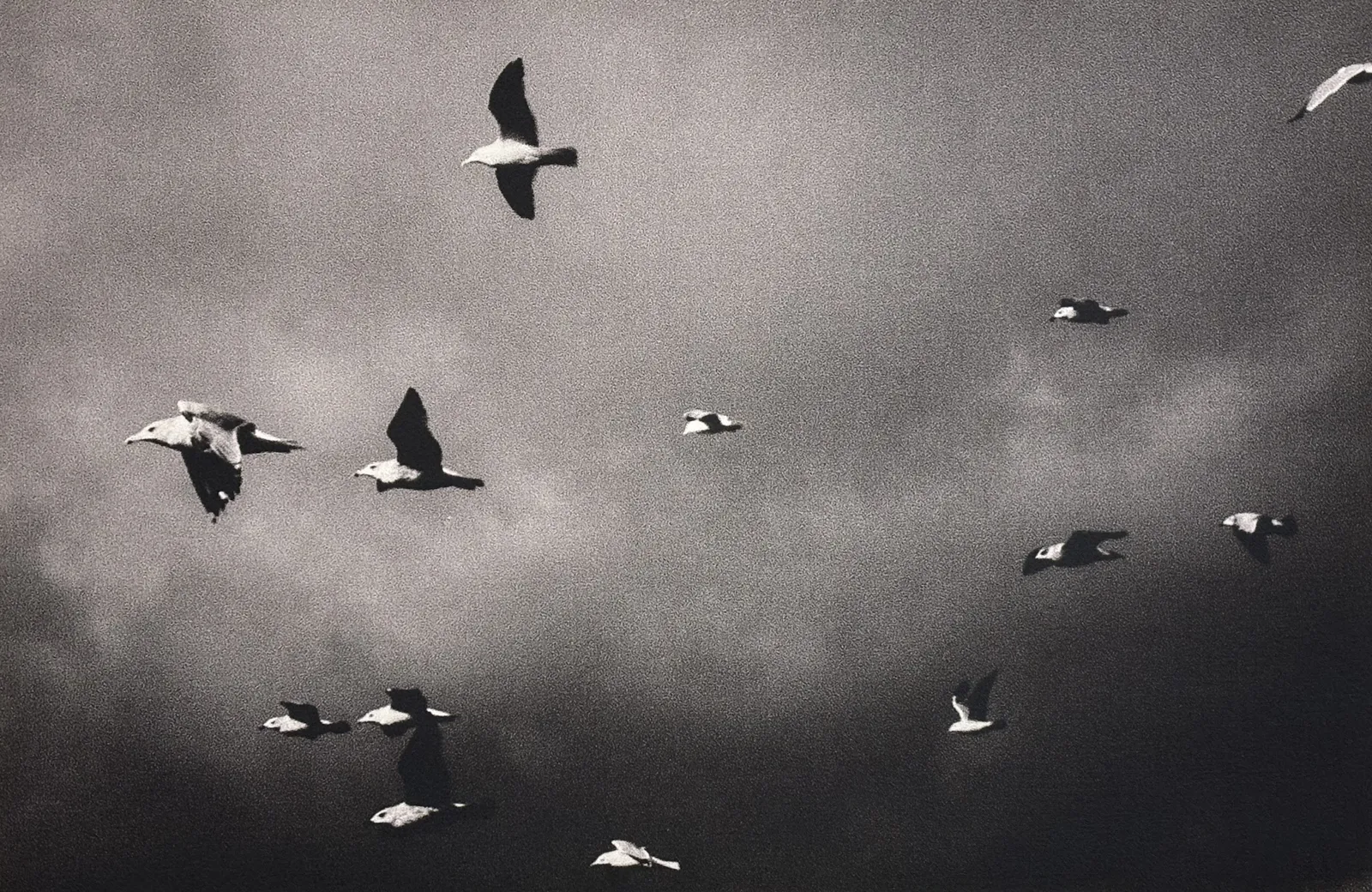 Clare Flynn, The Birds, 2025