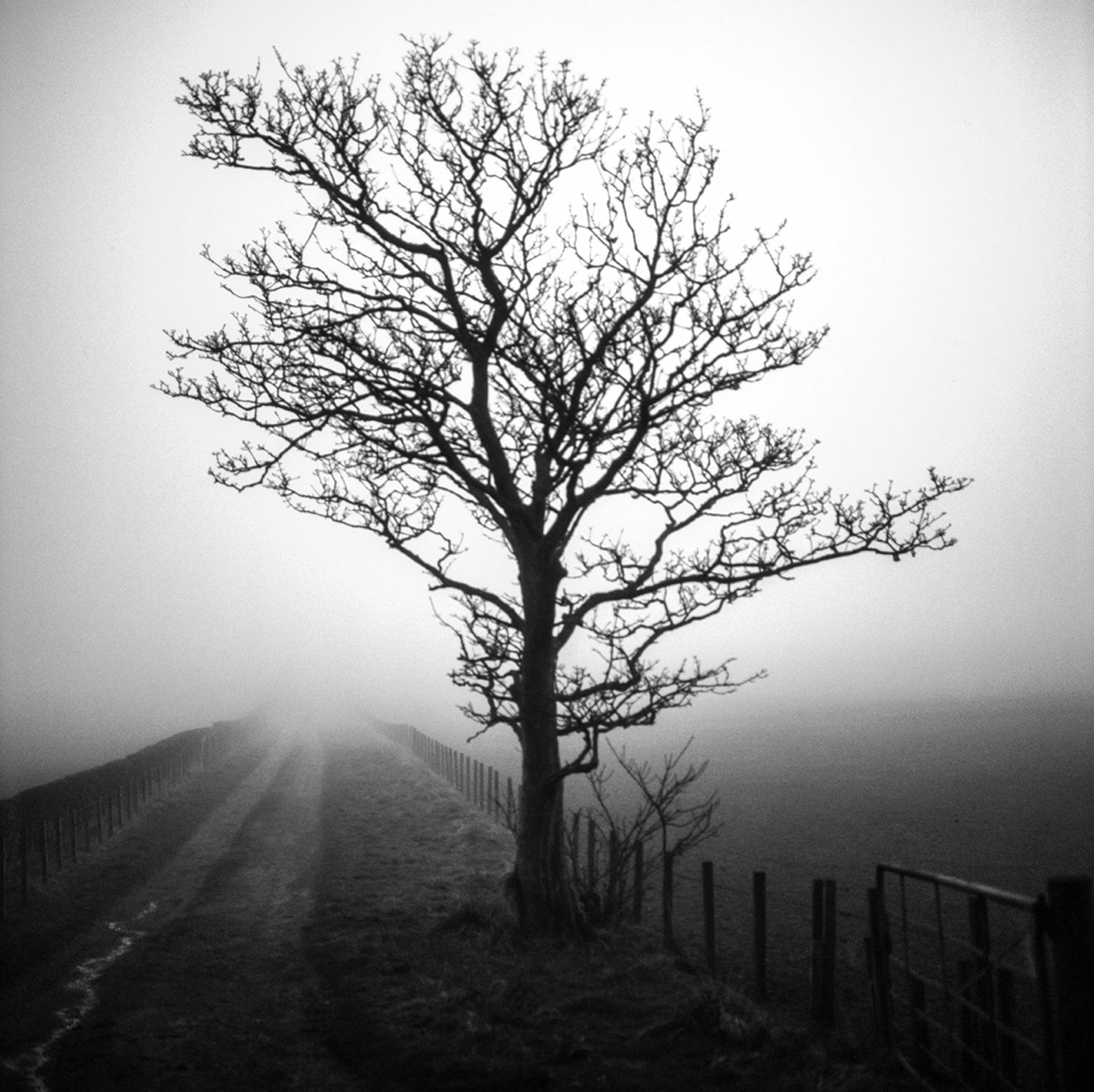 Alex Boyd, Tree in Mist, Goldenberry Hill (From the series The Dusk Water)