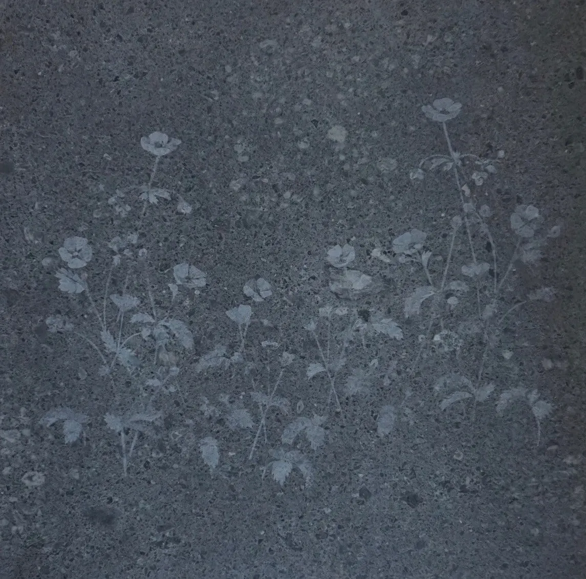 Mary Bourne RSA, Rock Cinquefoil, 2018