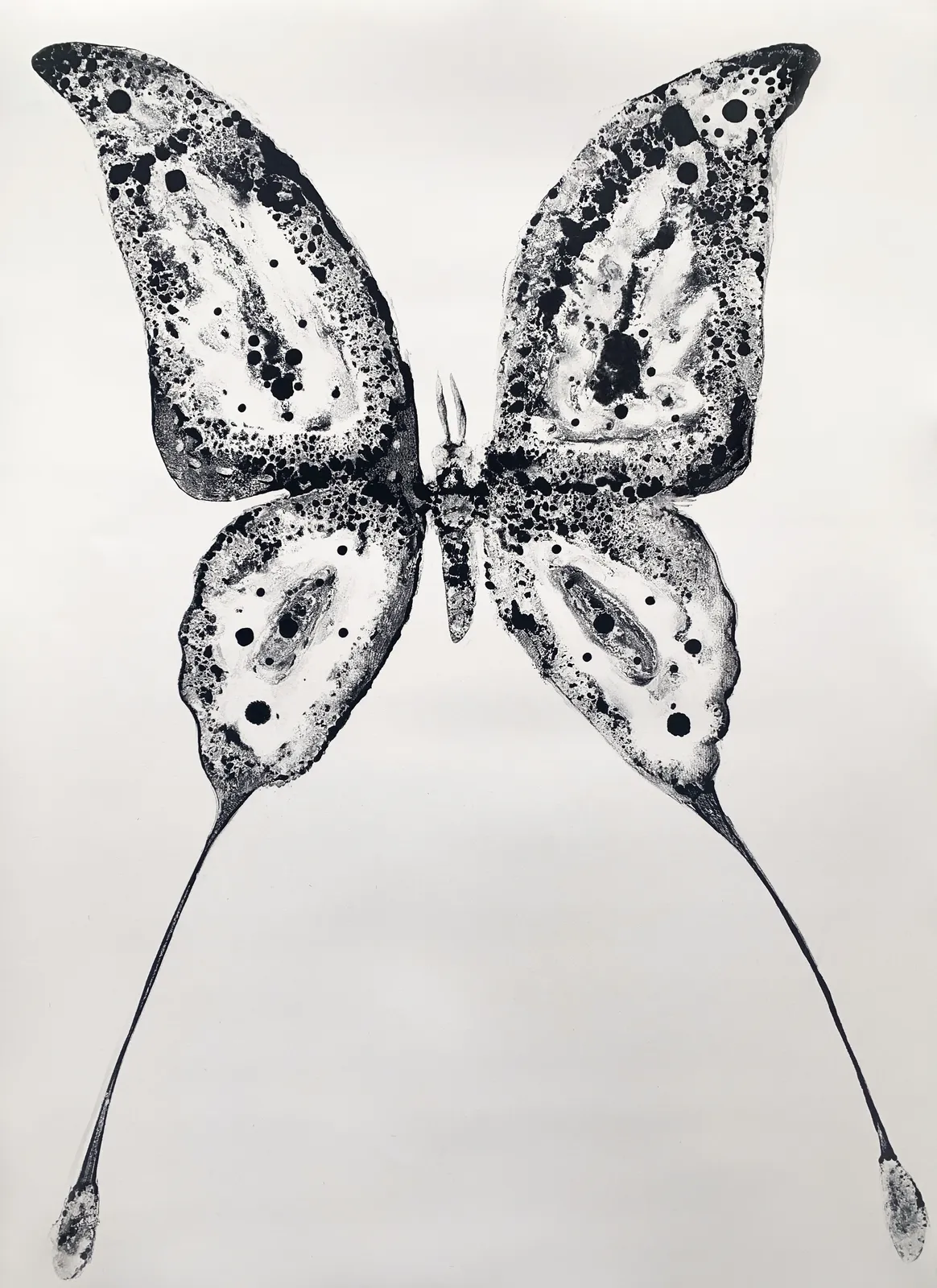 Stuart MacKenzie RSA, Species Morphology: Comet Moth Swallowtail Hybrid 9