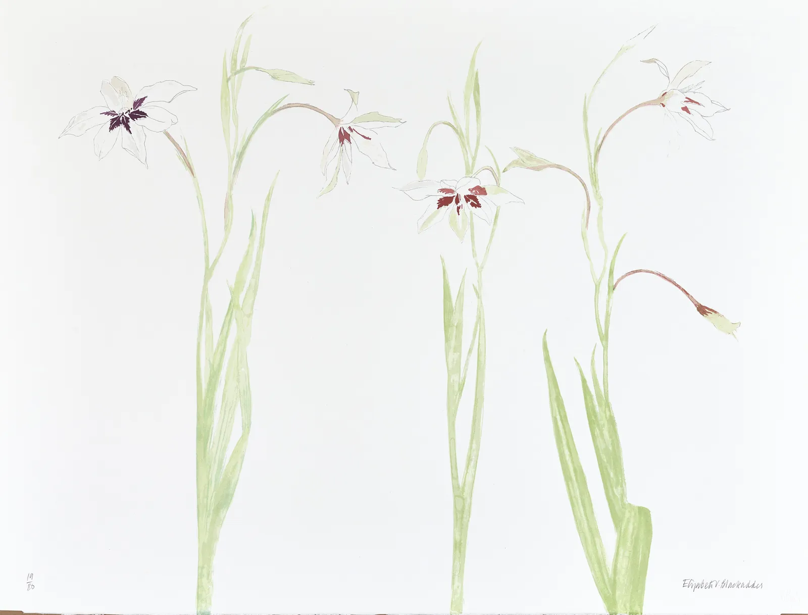 Elizabeth Blackadder RSA, Gladioli, 2011