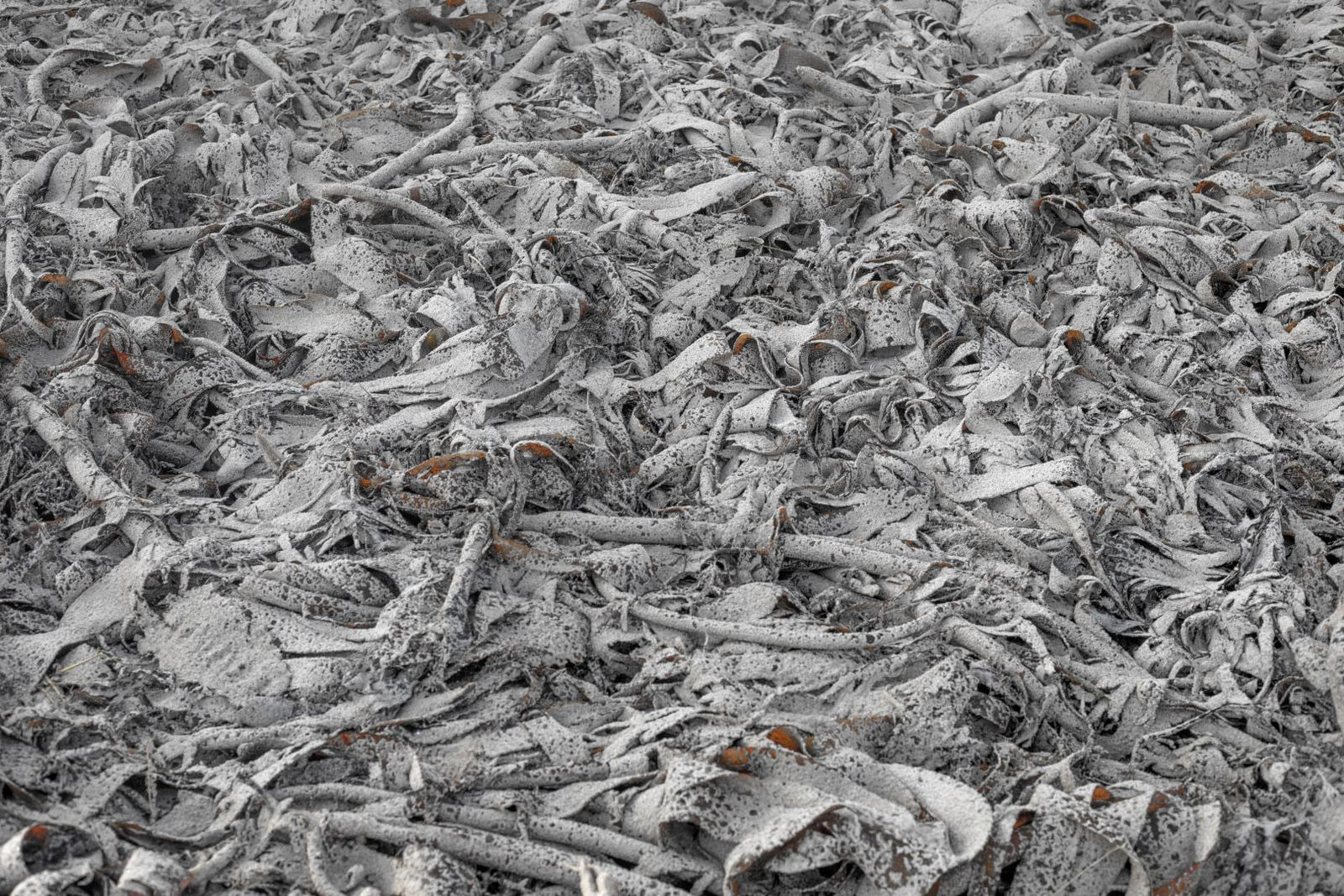 Jamie Wardrop, Hoolie