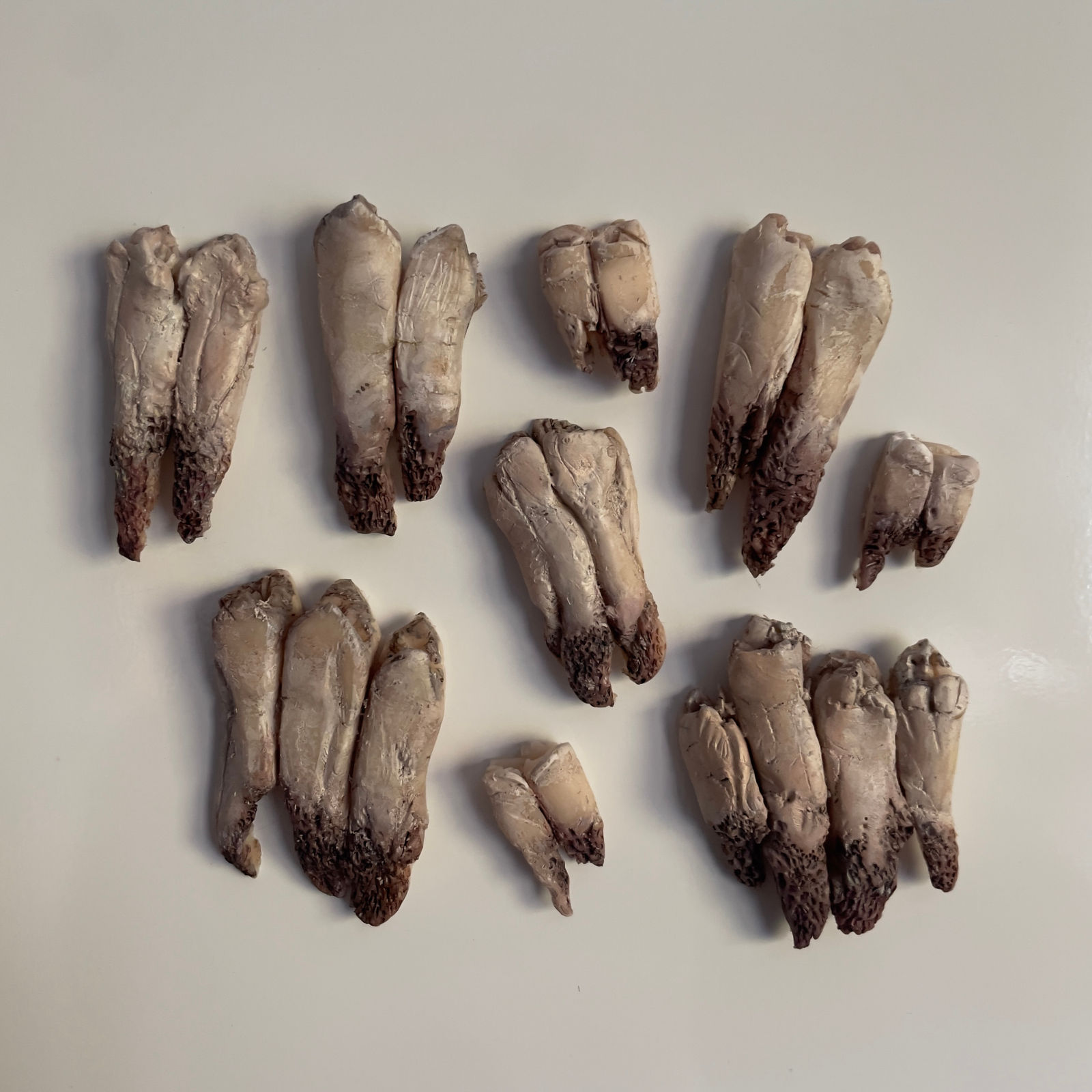 Shannon Louise Leslie, Heilagr, 2024