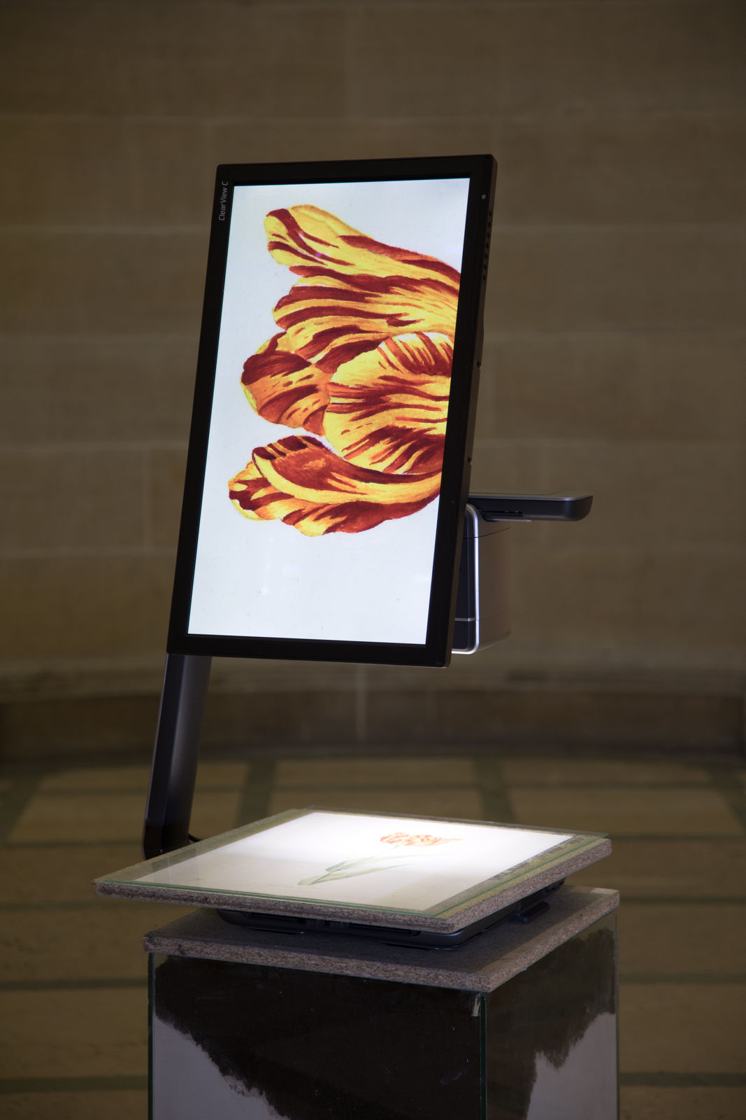 Jack McCombe, Render the Moment (Break with the Earth): Tulip (anon.), 2020