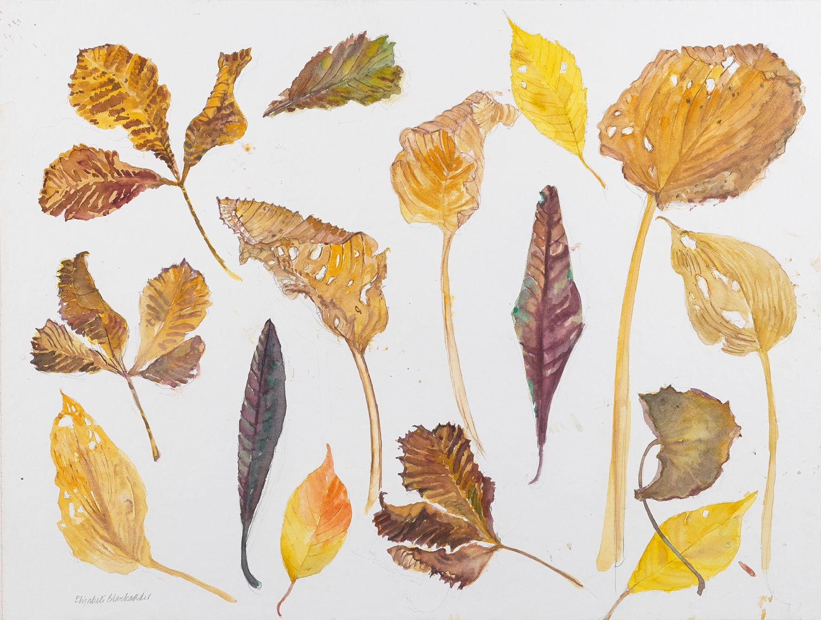 Elizabeth Blackadder RSA, Pavement Leaves, 2013