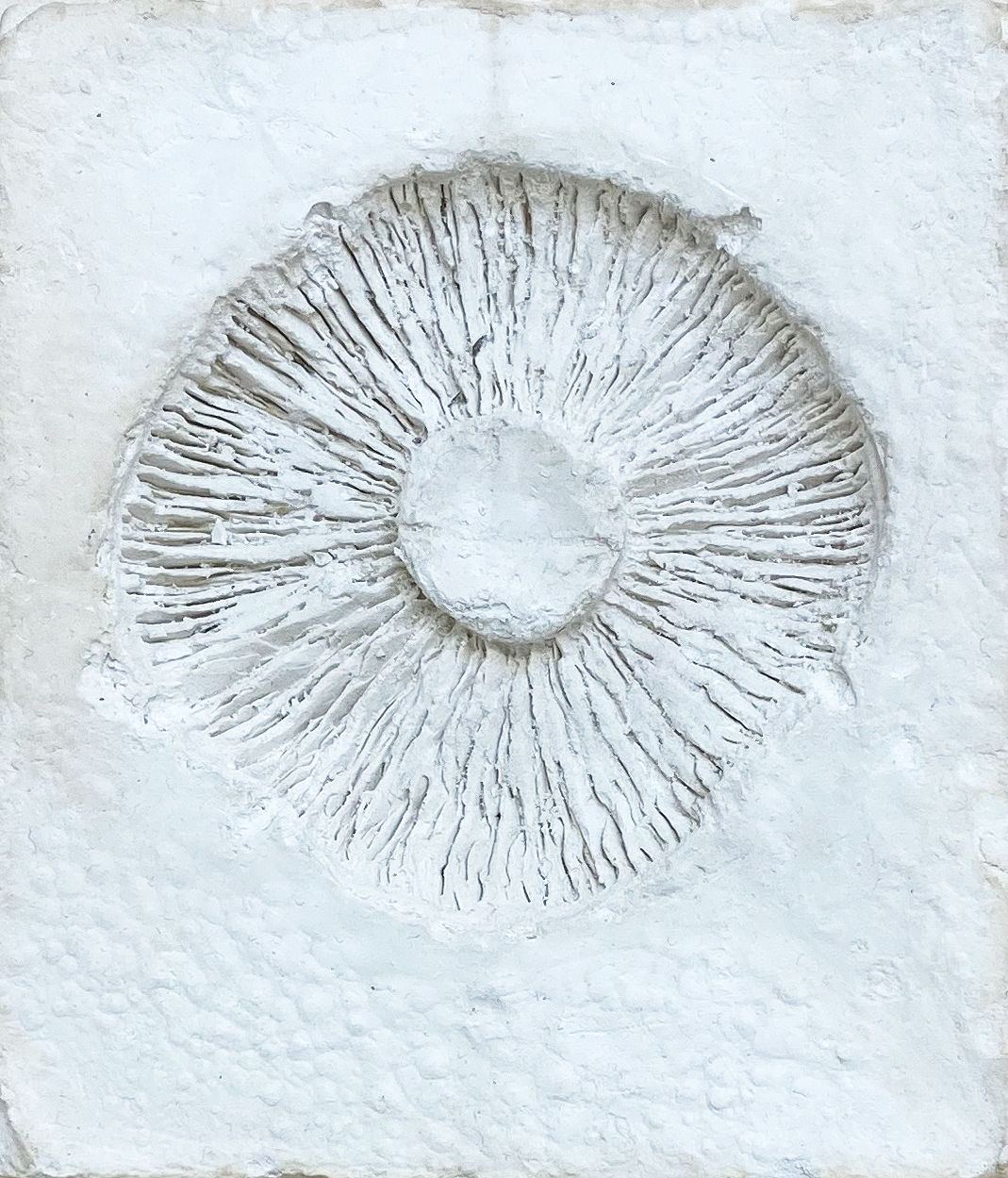 Alexandra Adams and Euan Campbell, Mushroom Mould, 2020