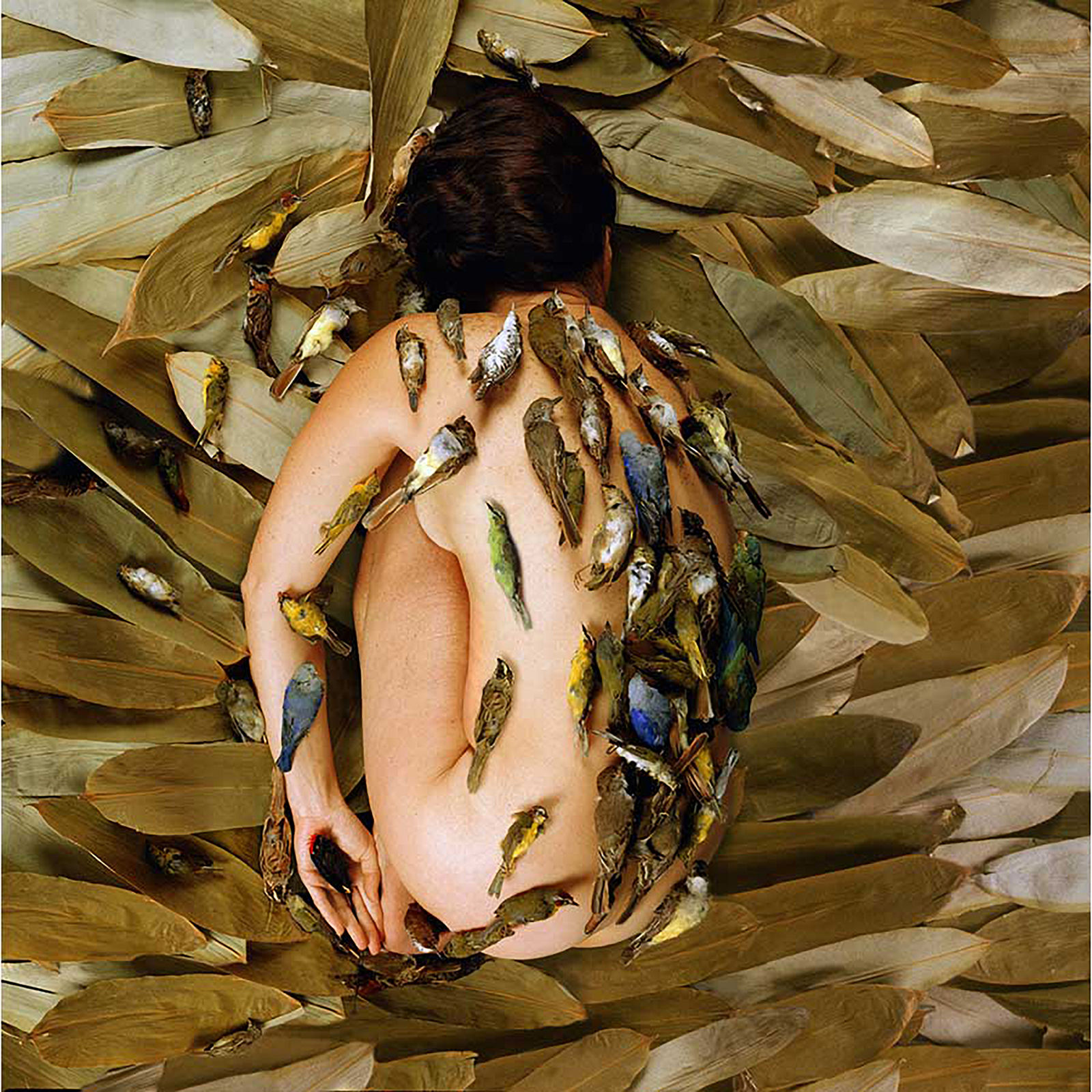 The Transformation (Birds and Nest)